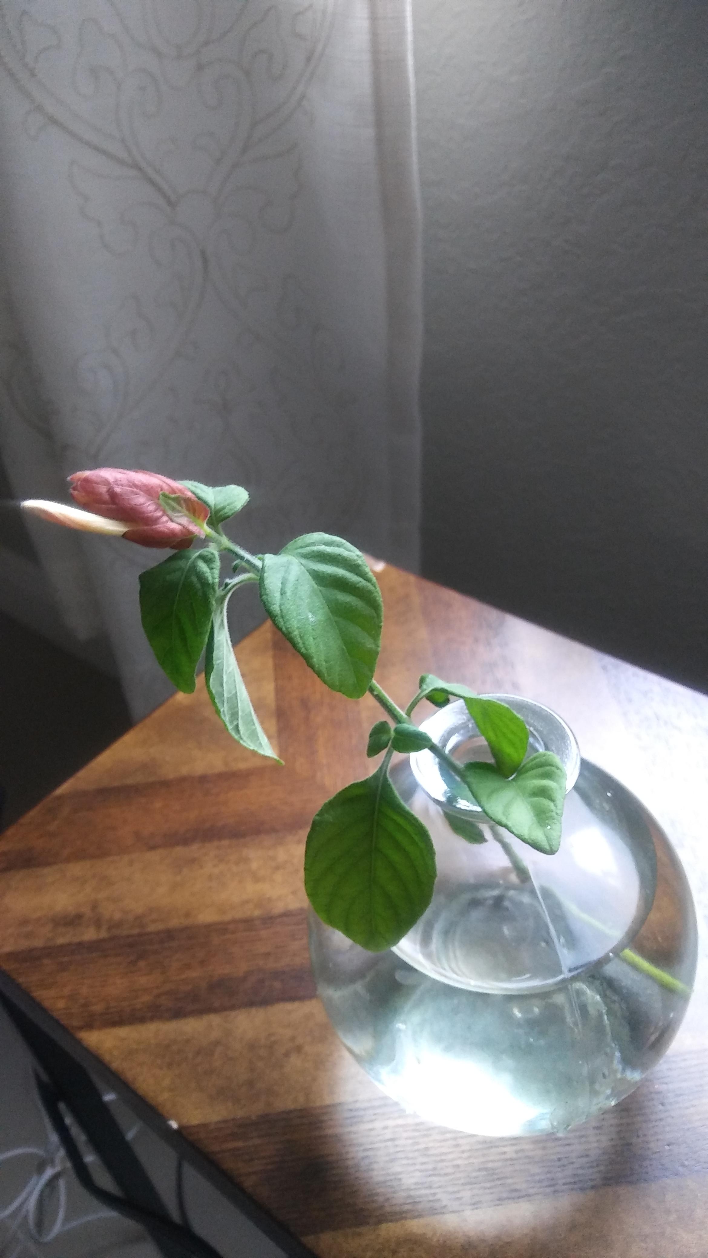 My shrimp plant cutting decides to grow a flower instead of roots 😒😂🌵