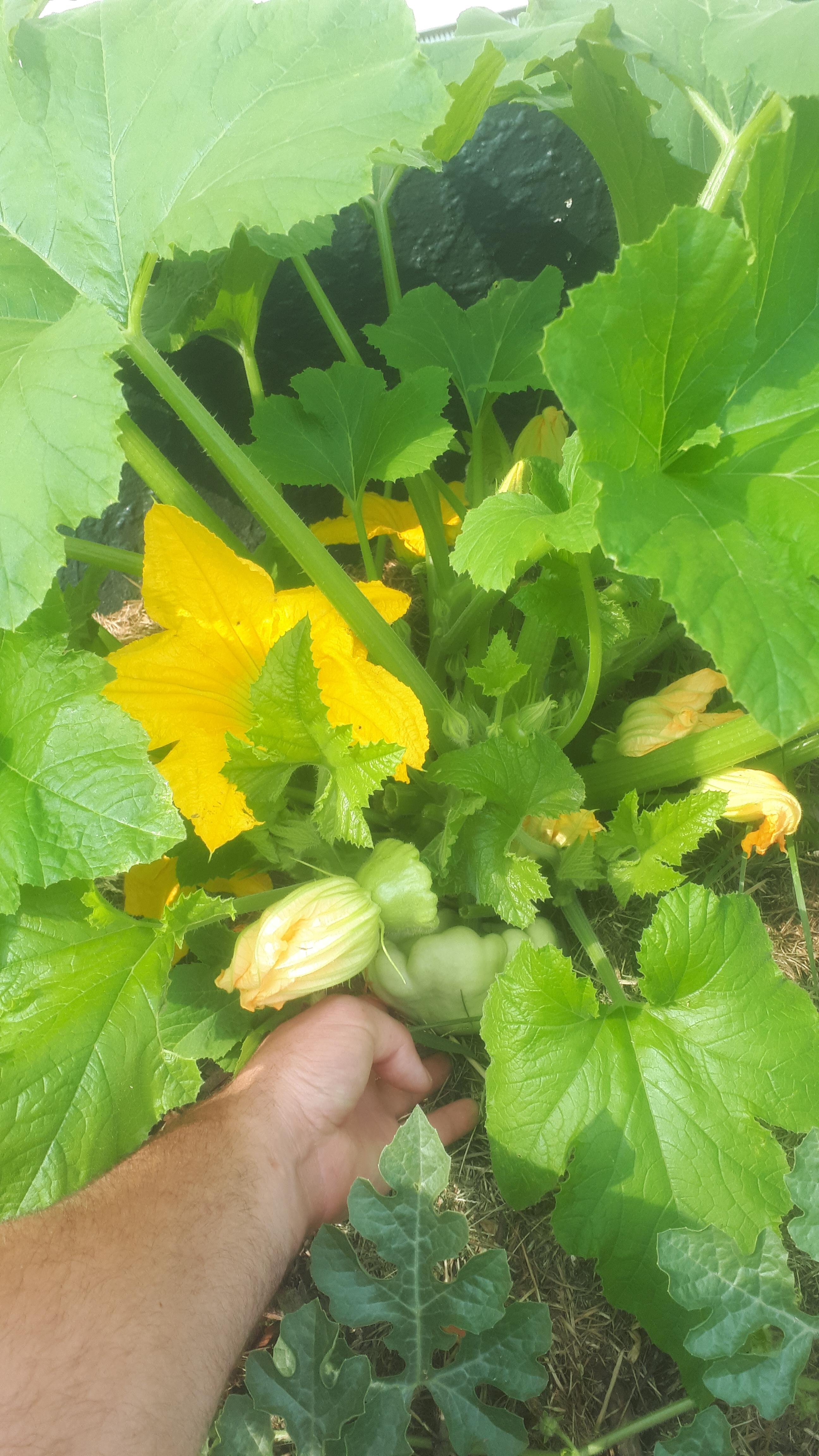 Is this a weed or Pumpkin plant? r/gardening