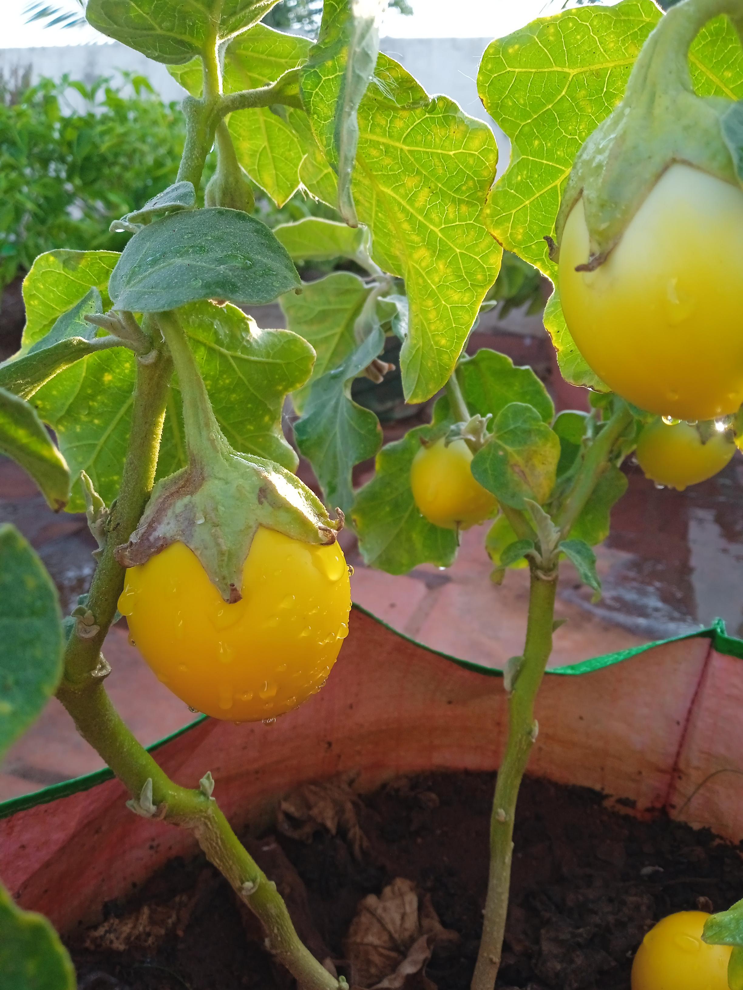 Why are the eggplants turning yellow? r/plantclinic