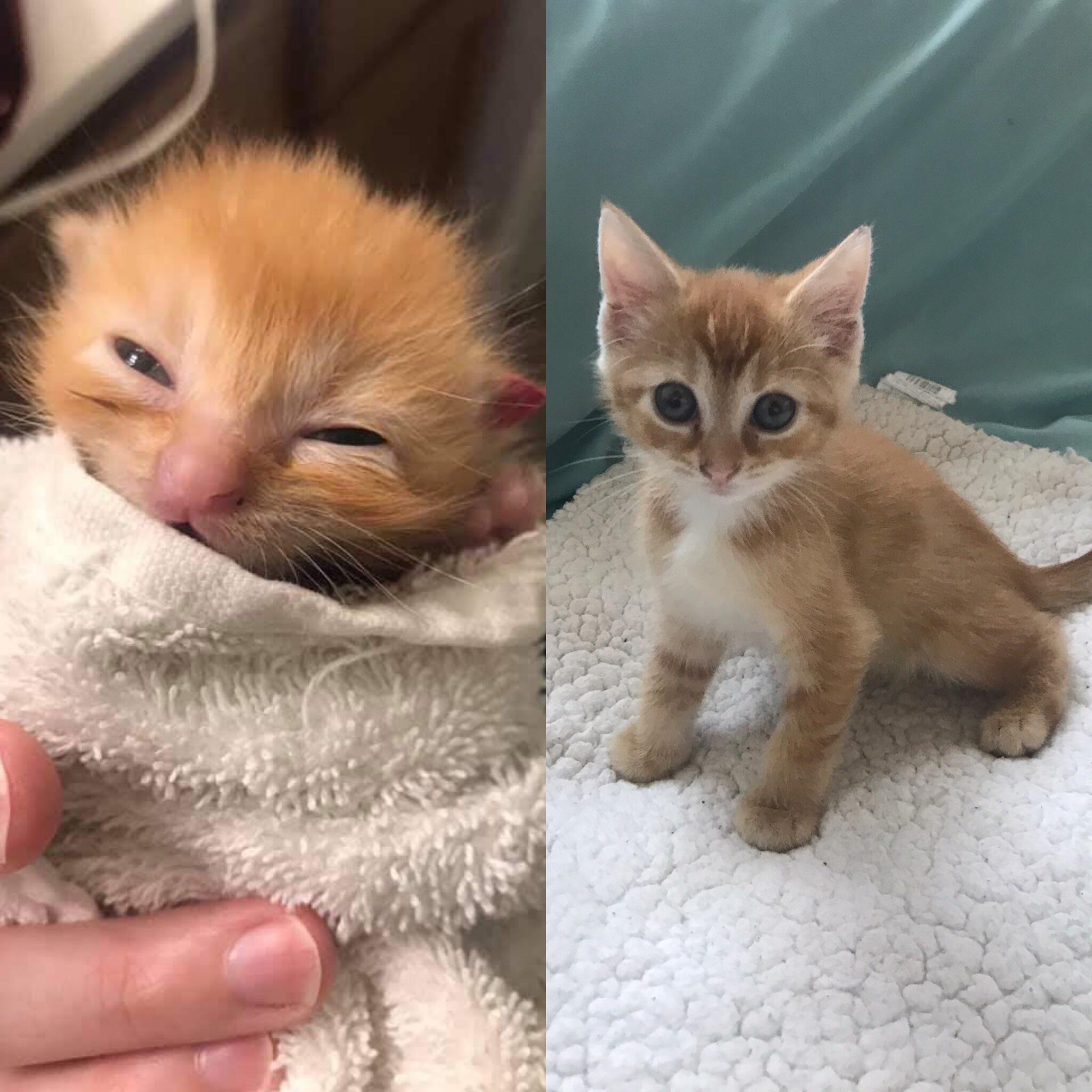 Our first batch of bottle baby foster kittens grew up — meet Rosie! r