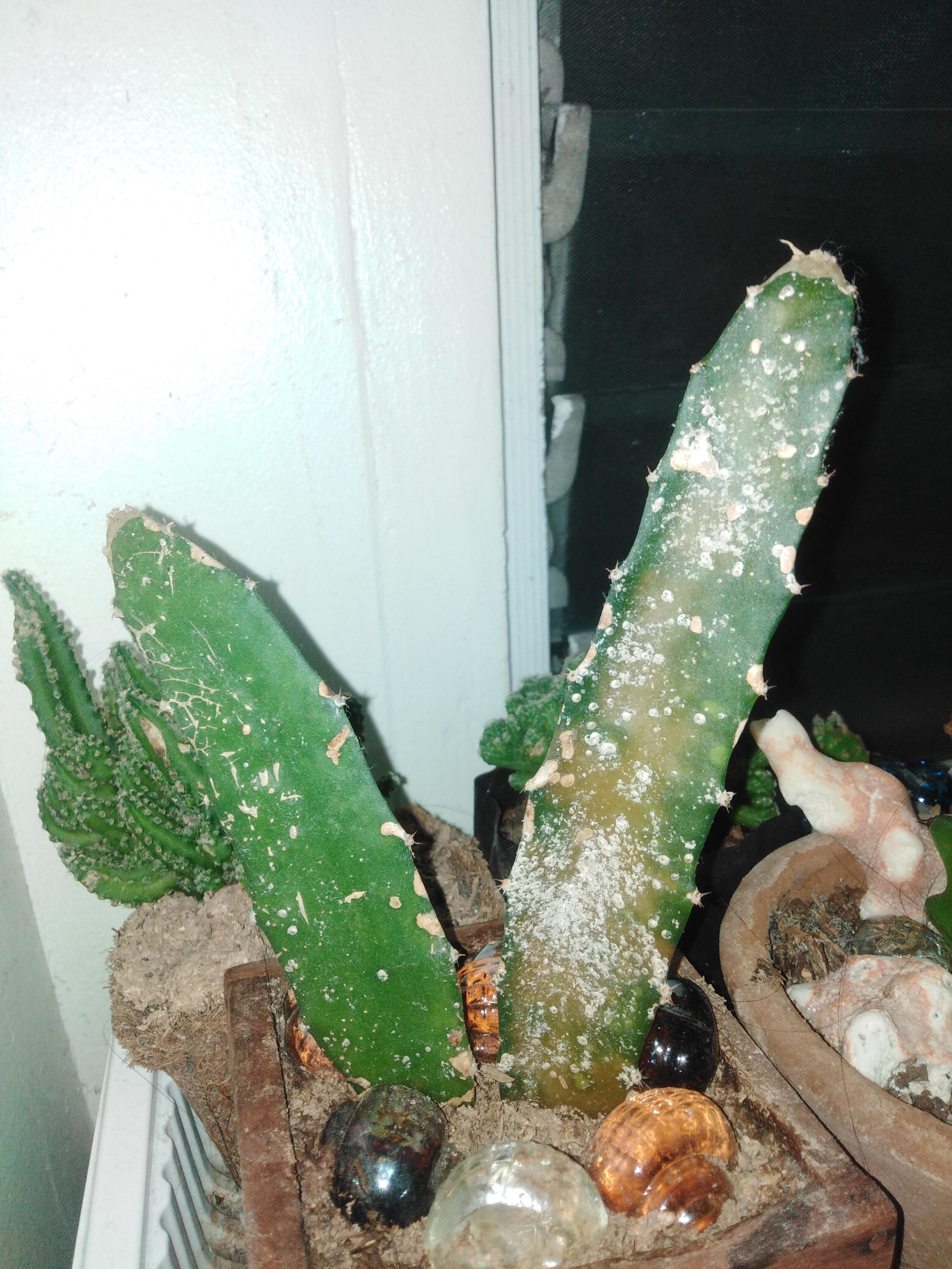 Why Would A Cactus Turn Yellow If your cactus is turning yellow