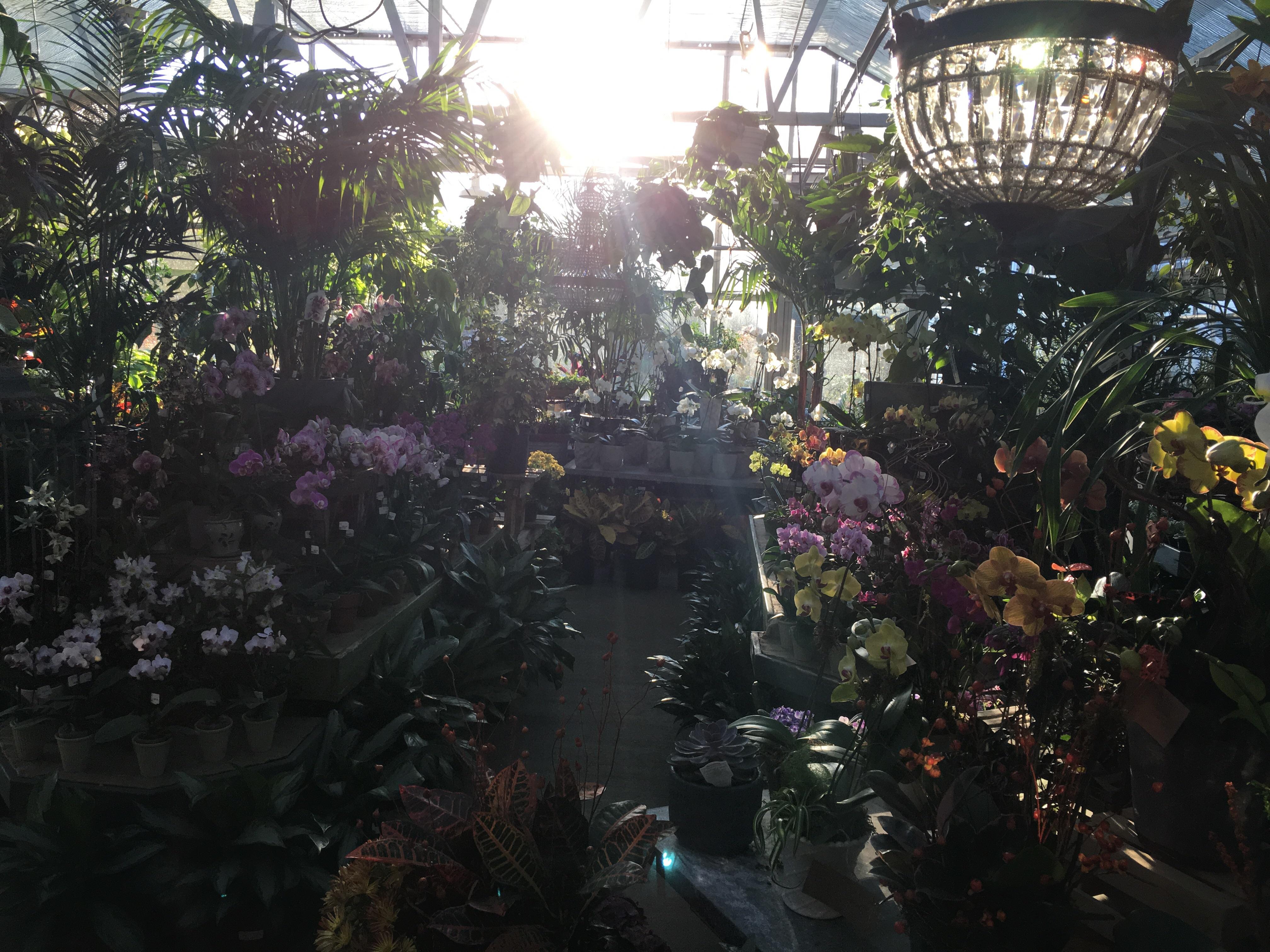 Morning golden hour at the greenhouse where I work r/plants
