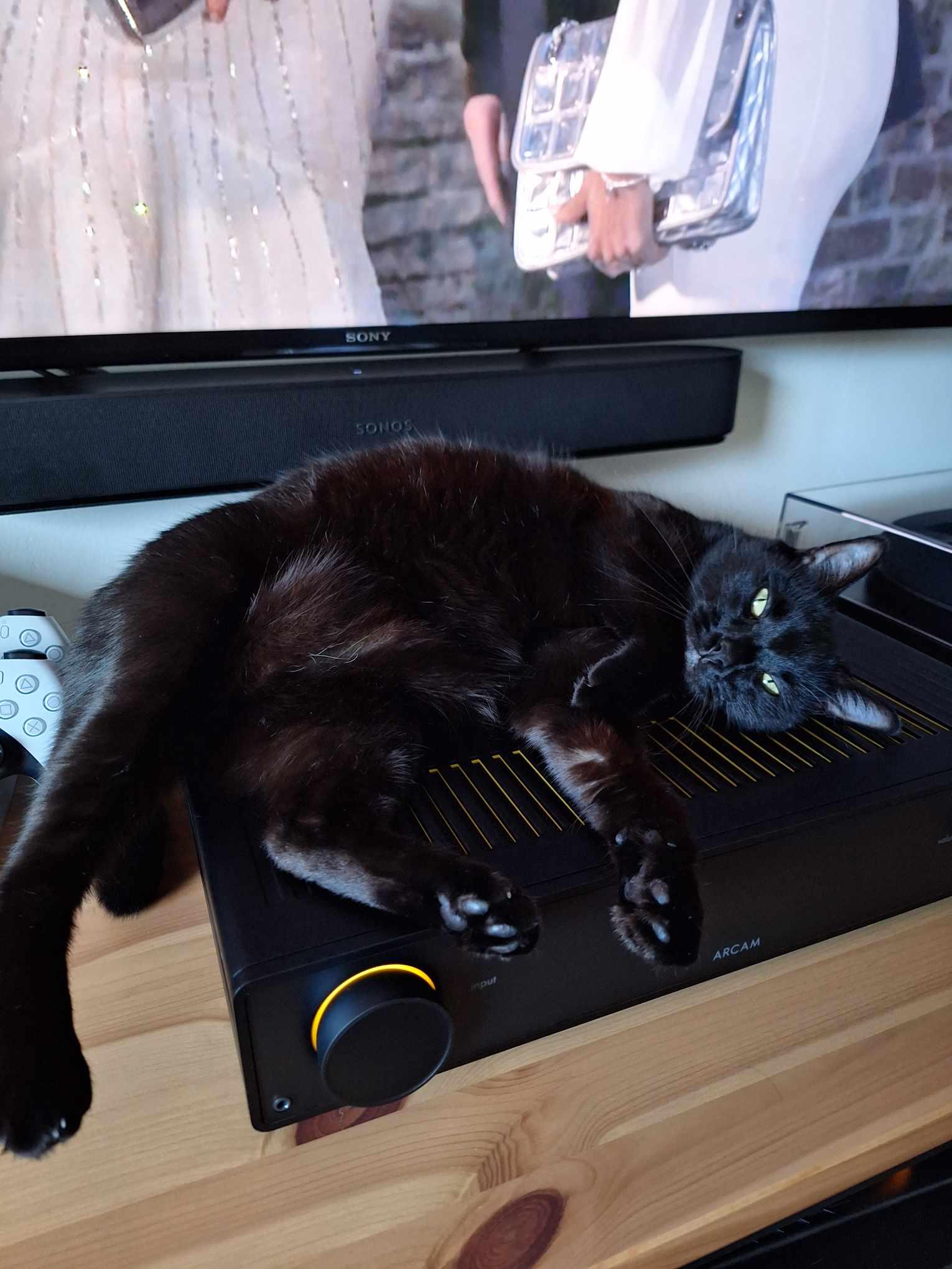 The most expensive cat bed. r/blackcats