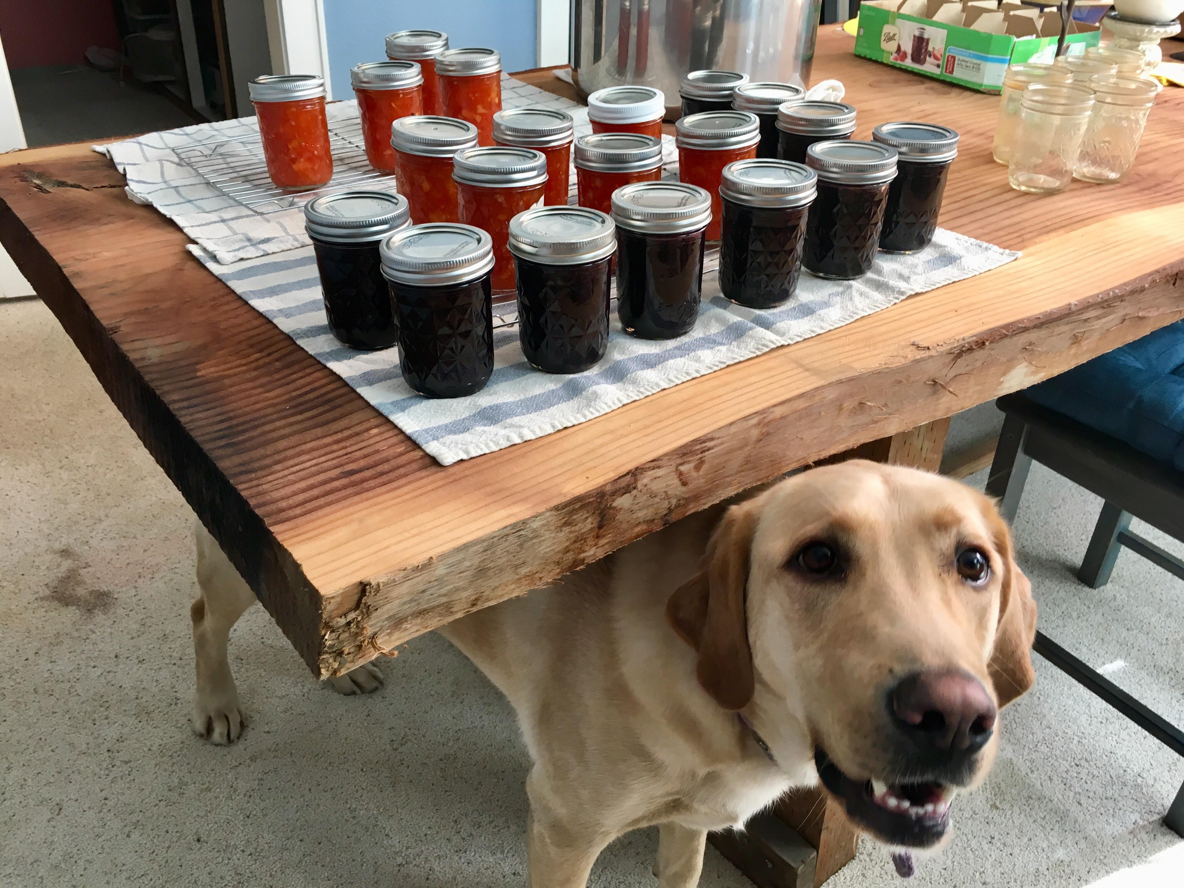 Blueberry jam and tomatolemon marmalade (with bonus dog). The