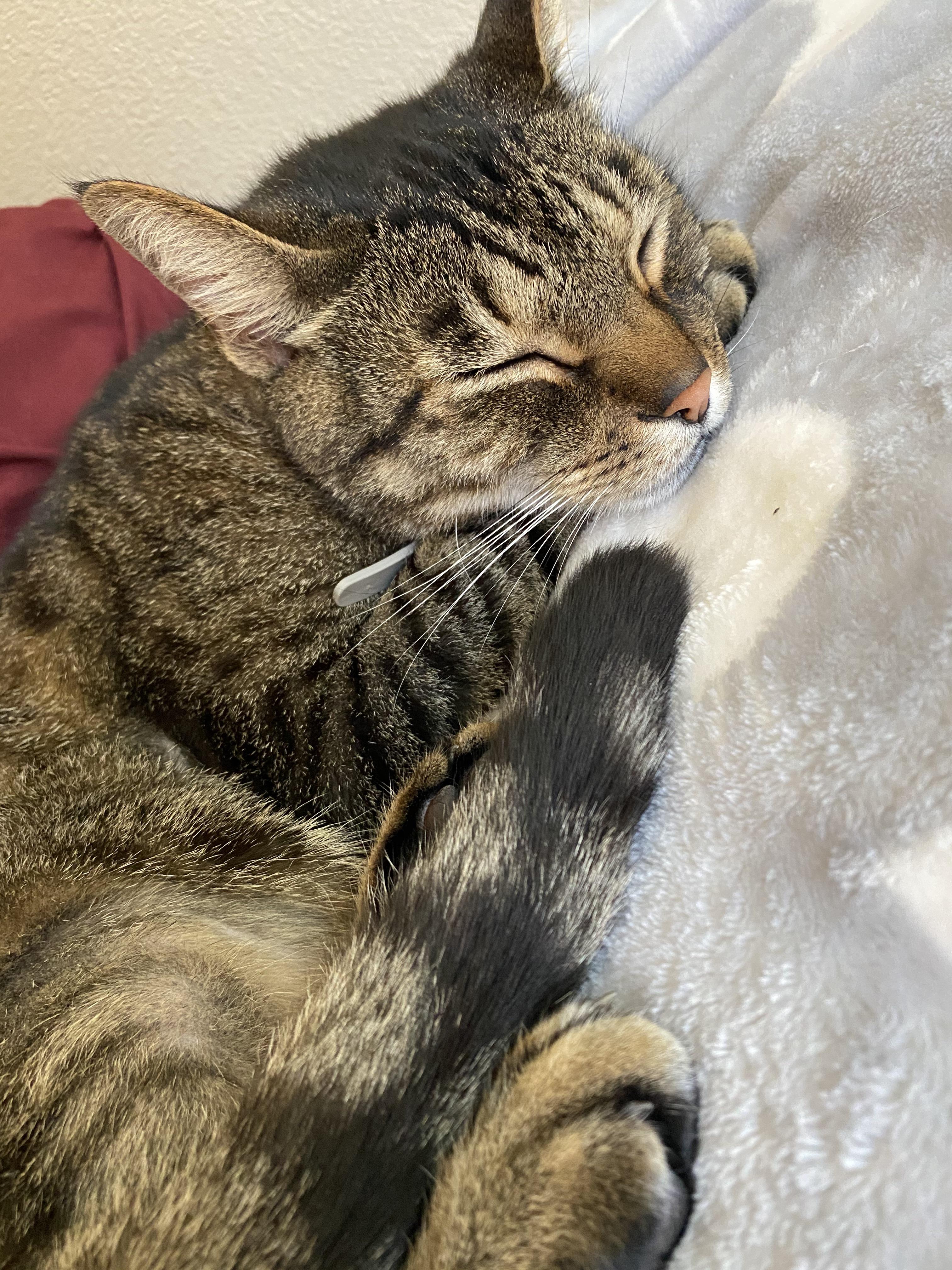 My fur baby is starting to look healthy again. The vet suspected he had