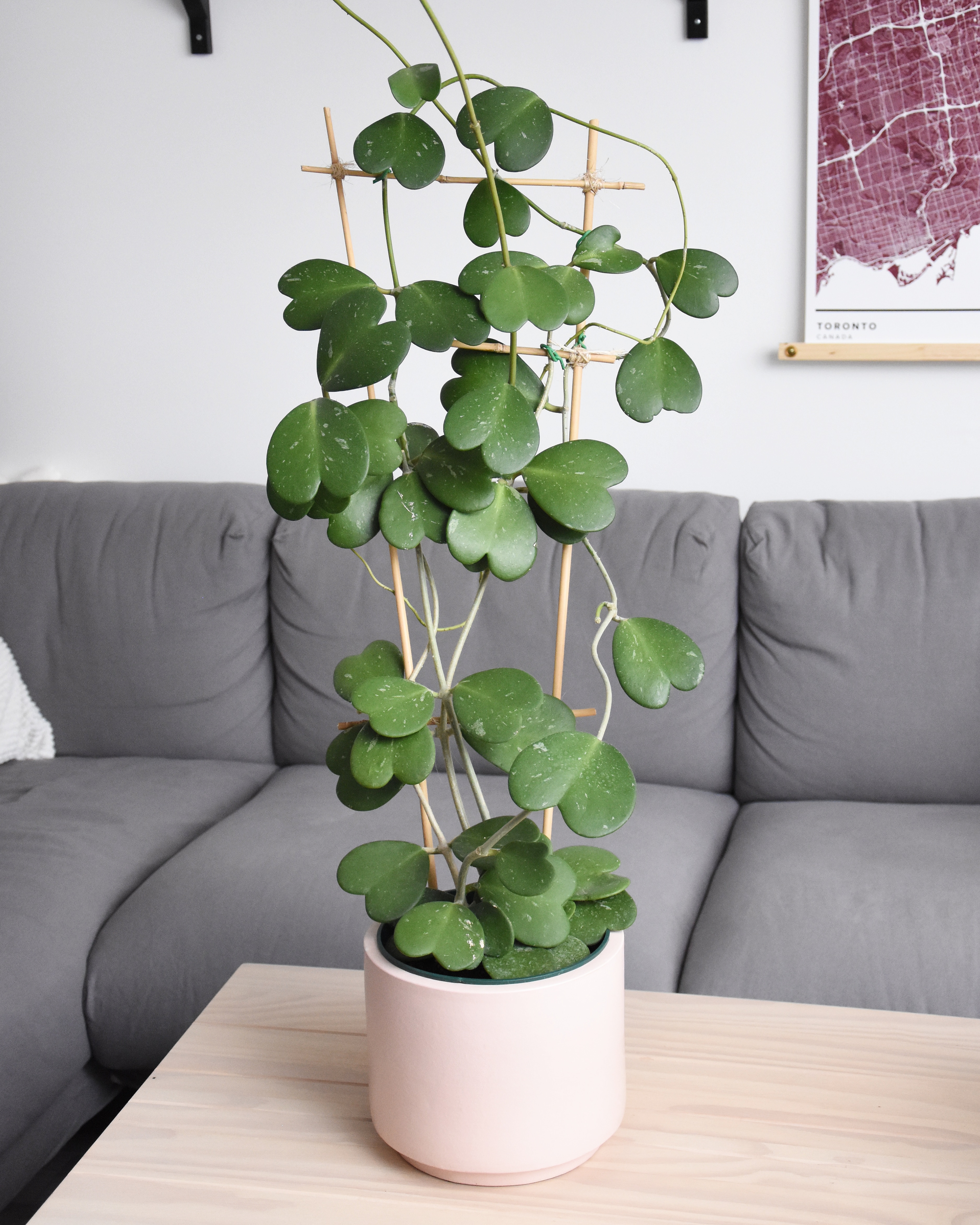 Posted this on instagram today, my pride and joy! r/houseplants