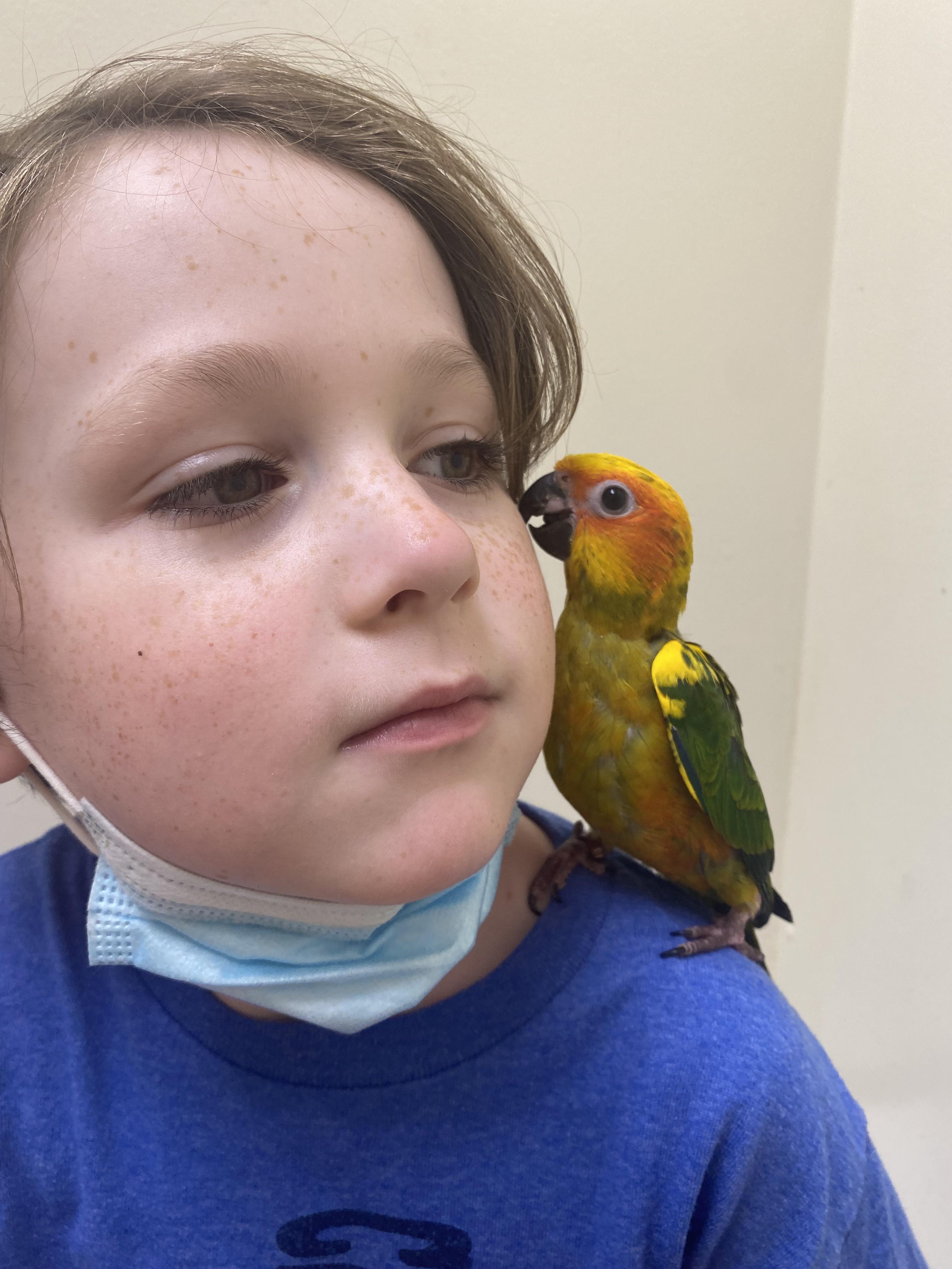 Does anyone have a cockatiel and a conure? People keep telling me it’s