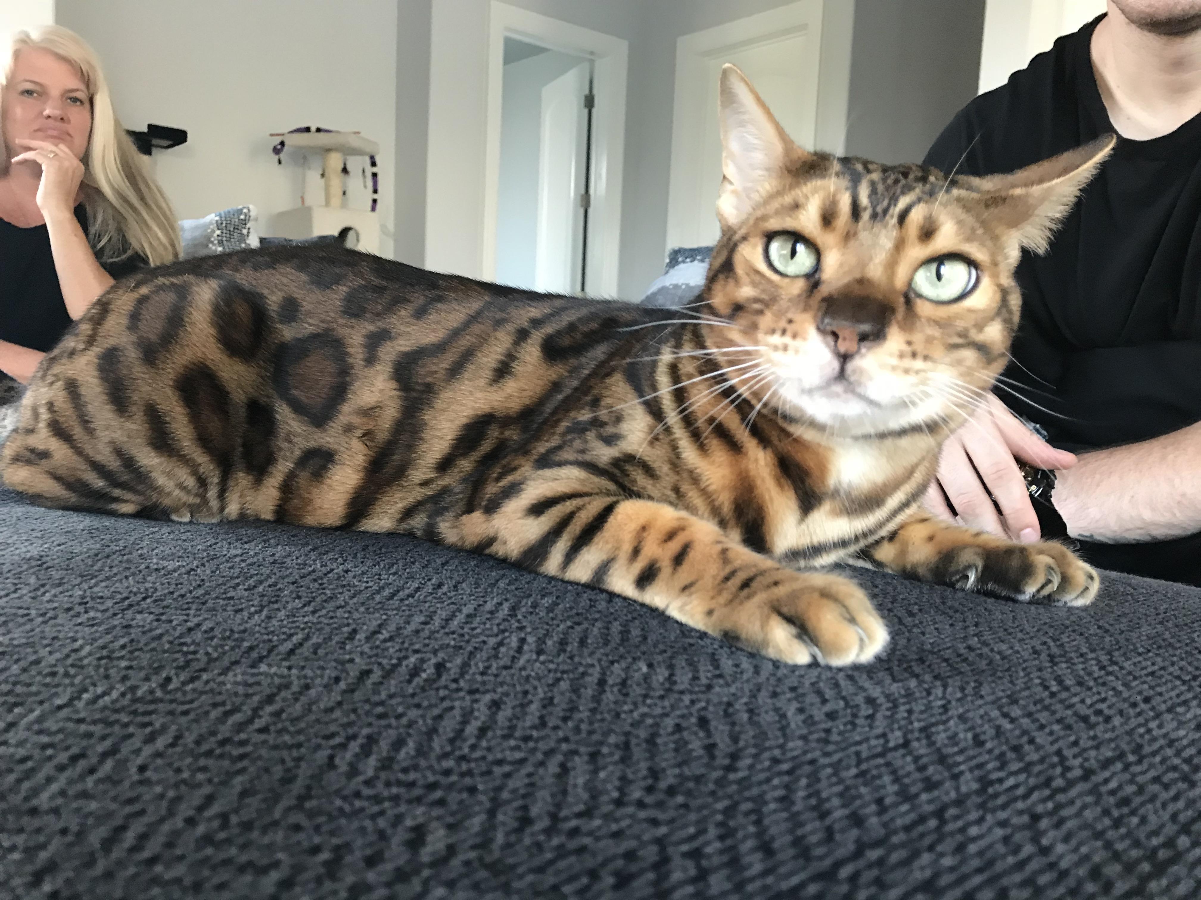 🔥 Rare Half Ocelot Cat 🔥 r/NatureIsFuckingLit