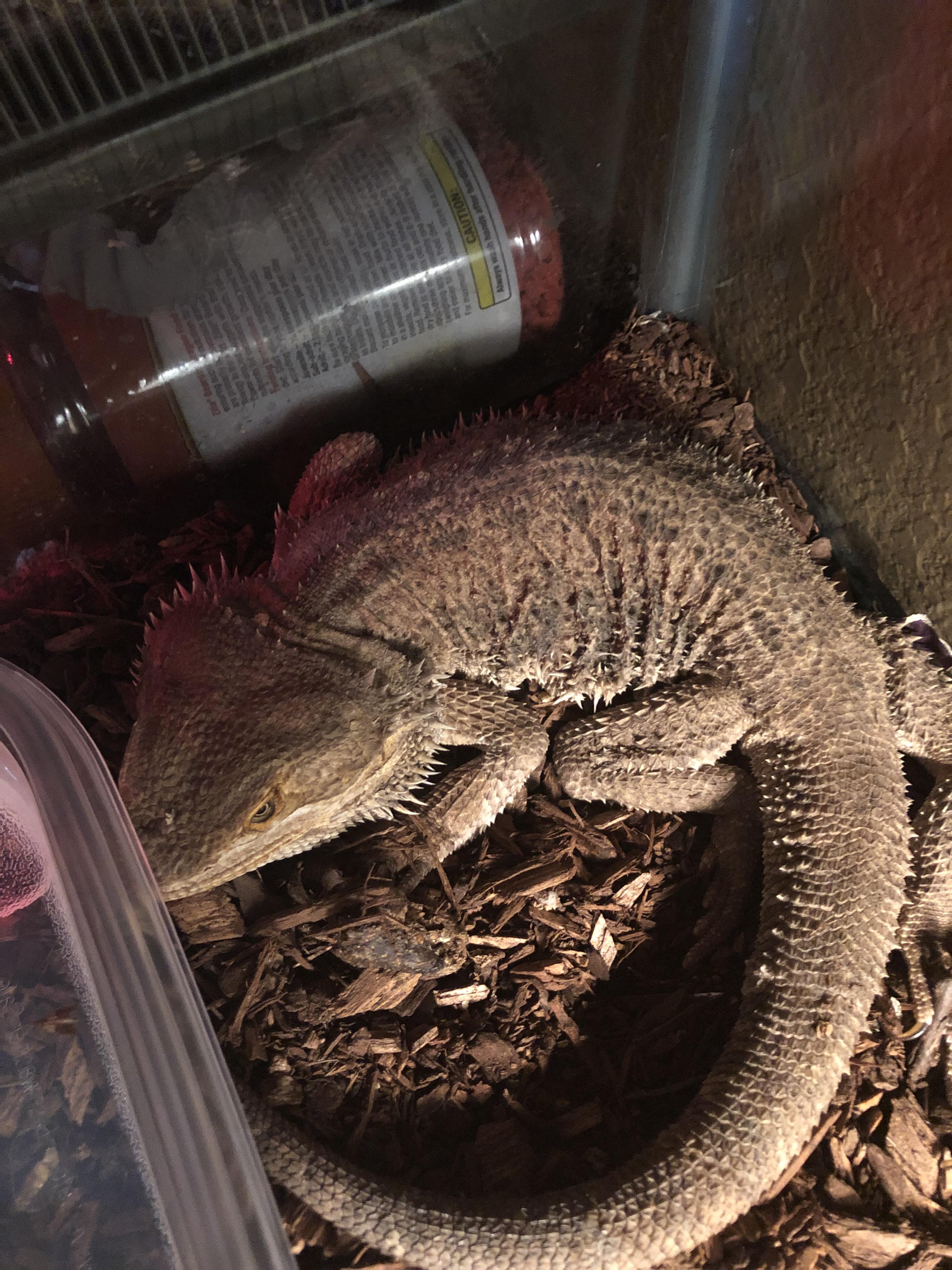 Daughters cold dragon update, I put a new bulb in, heating pad under