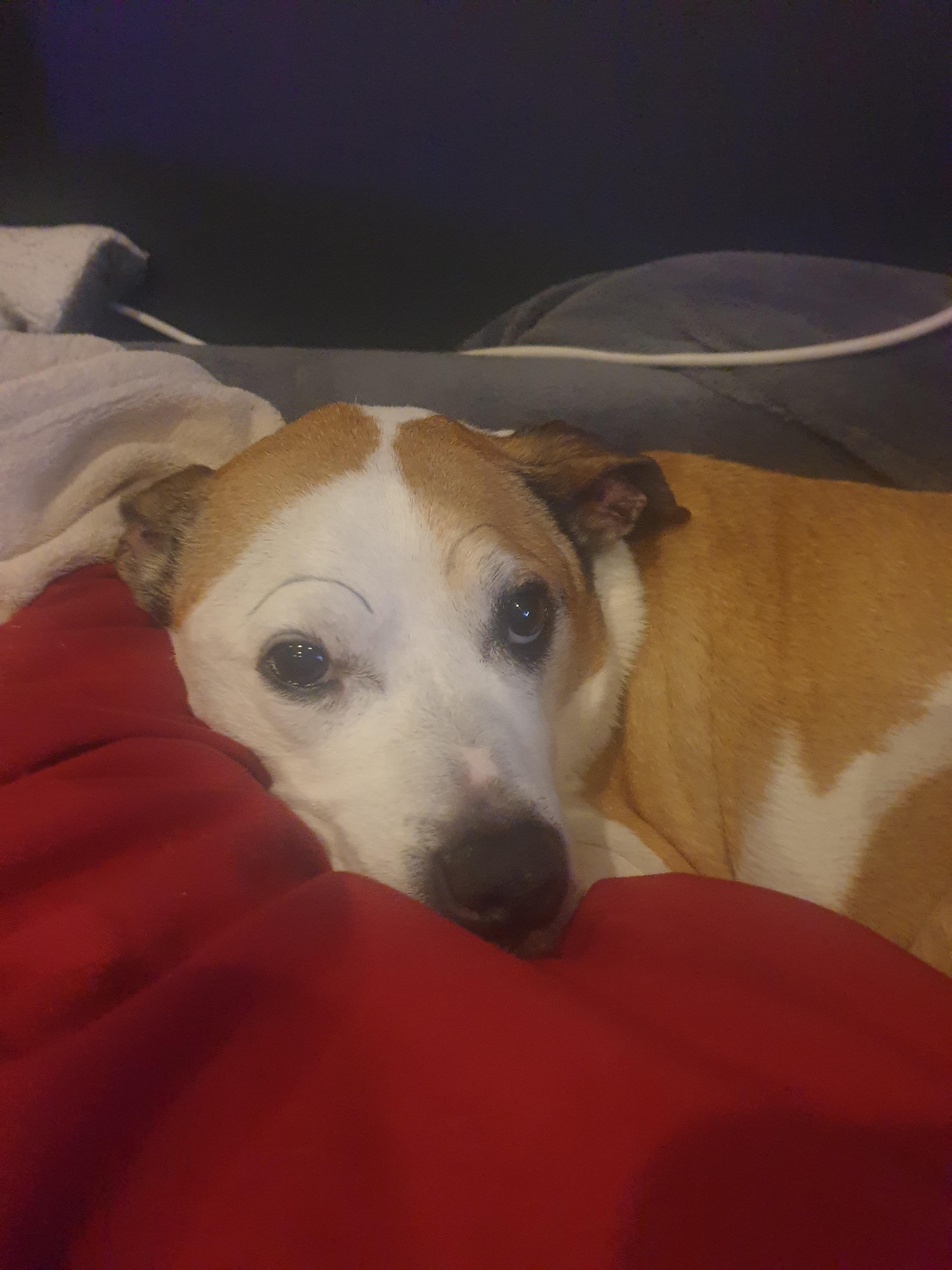 I draw eyebrows on my dog.(OC) r/aww