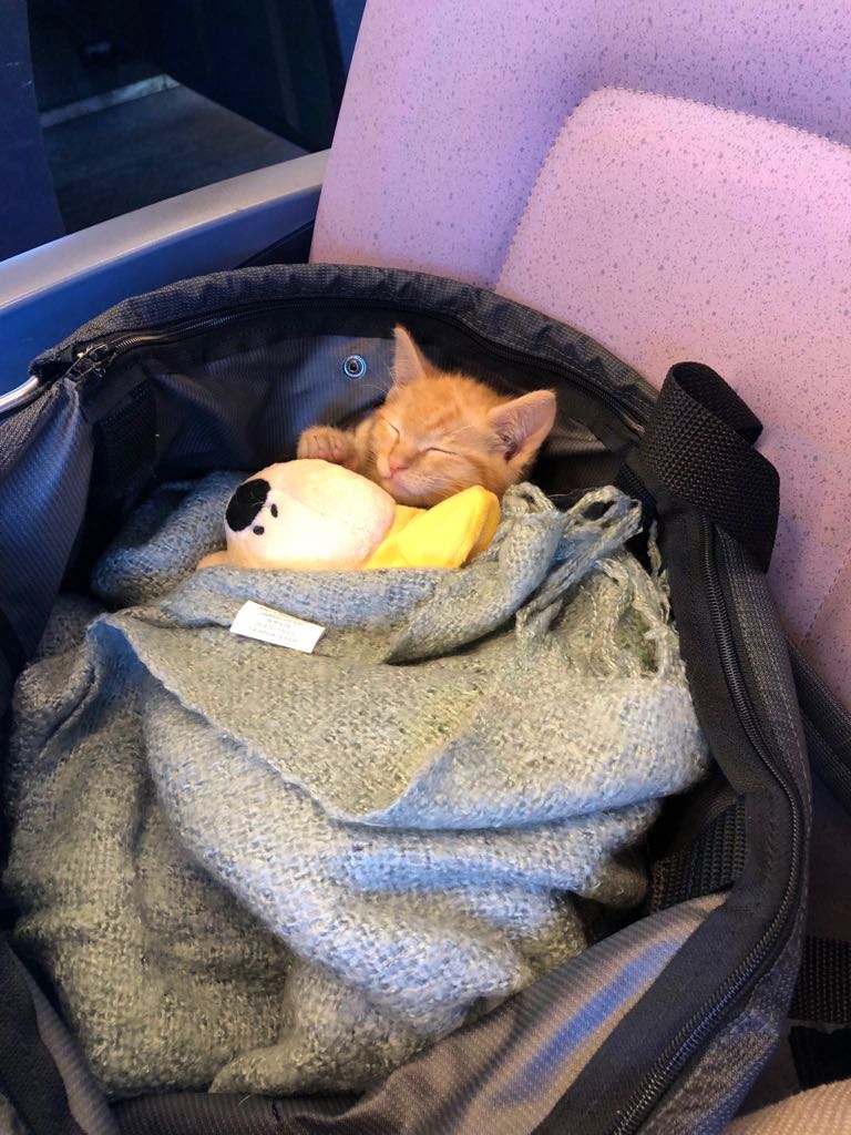 My sister's cat, ready for travel! r/Eyebleach