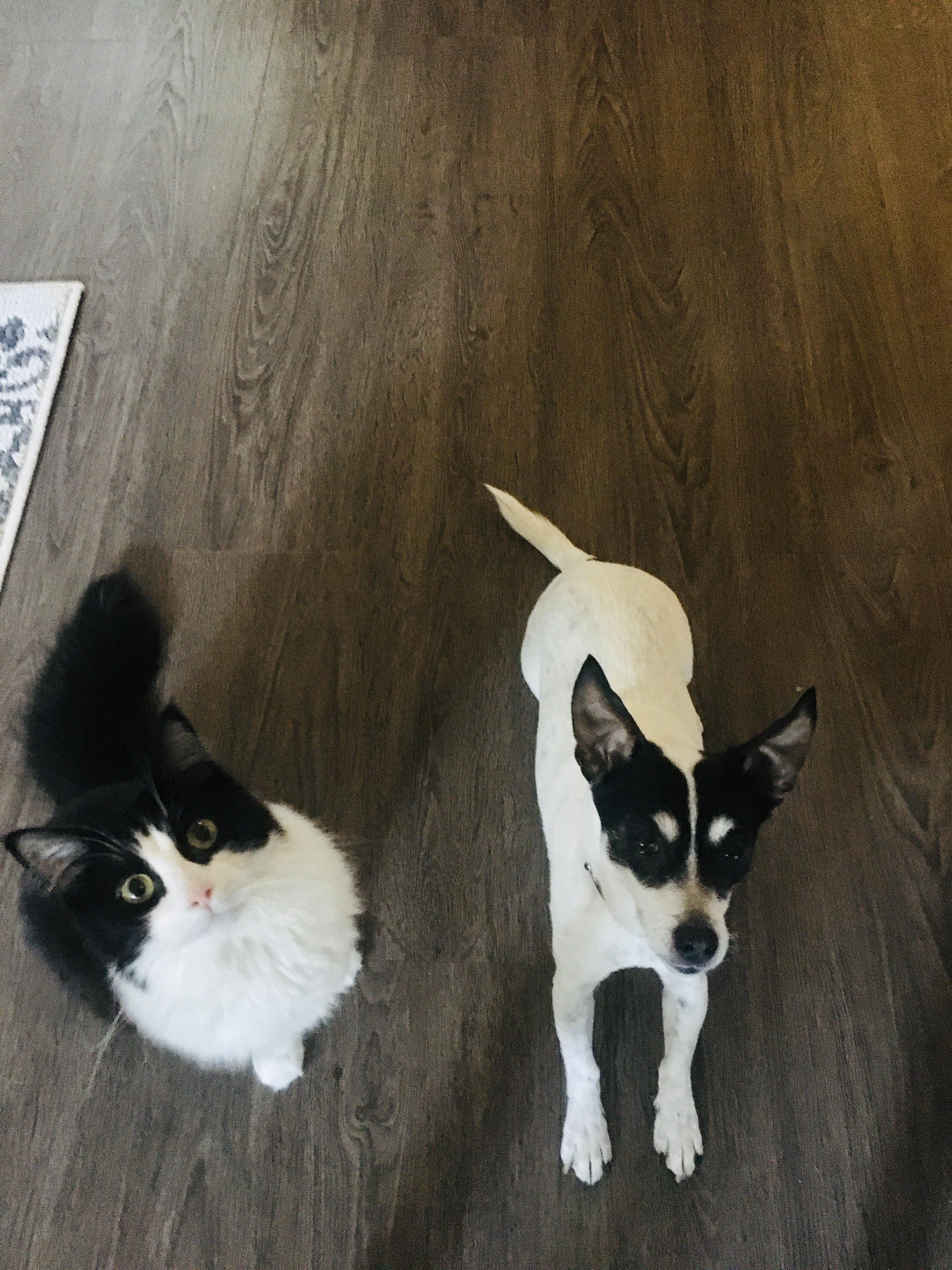 Veterinarian in the Ottawa area? 🐶🐱 r/ottawa