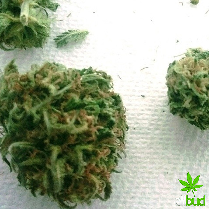 Lasqueti Haze is a rare sativa dominant hybrid (80 sativa/20 indica