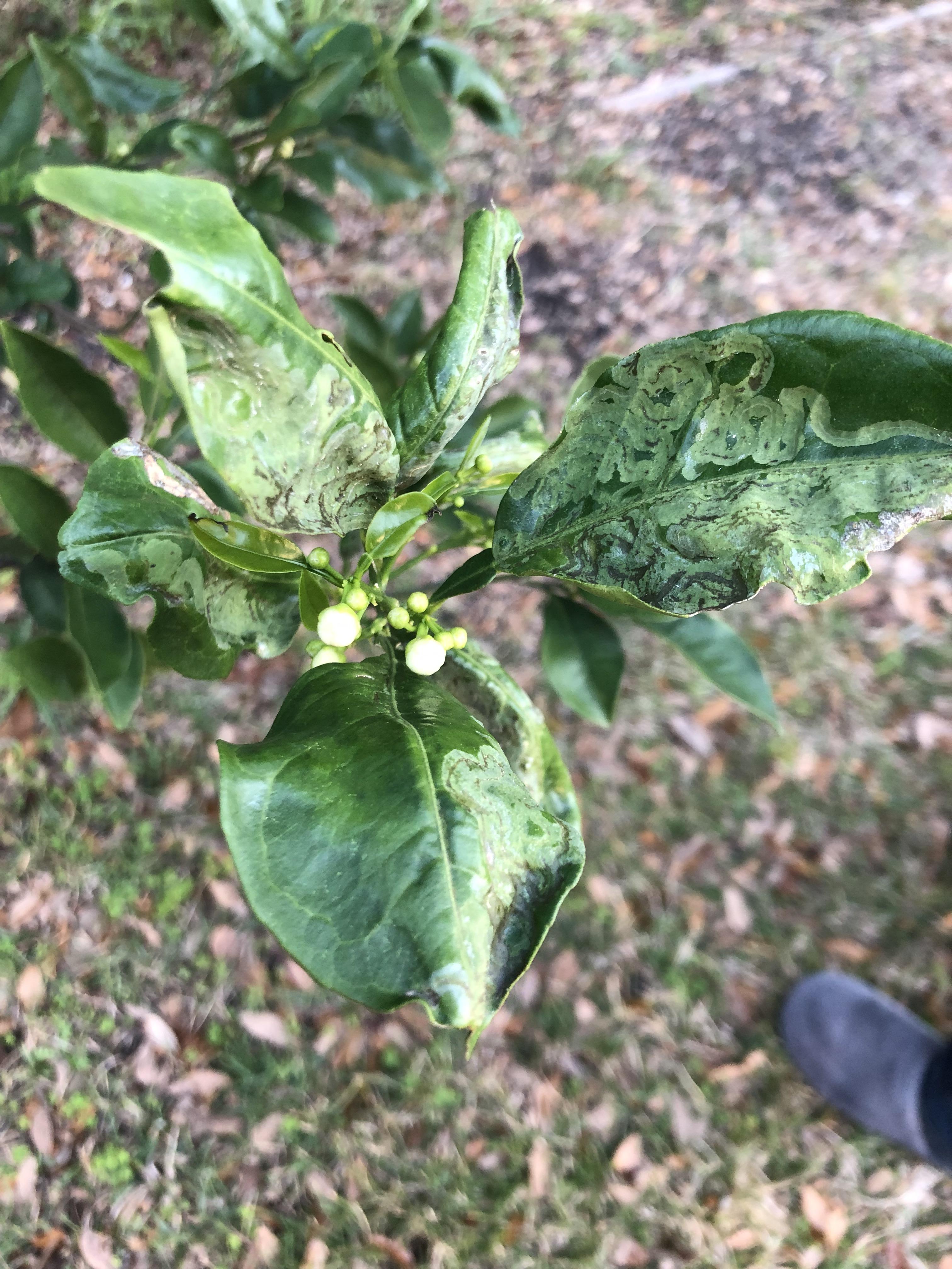 Please help my orange tree! What is this and how can I get rid of it? r/gardening