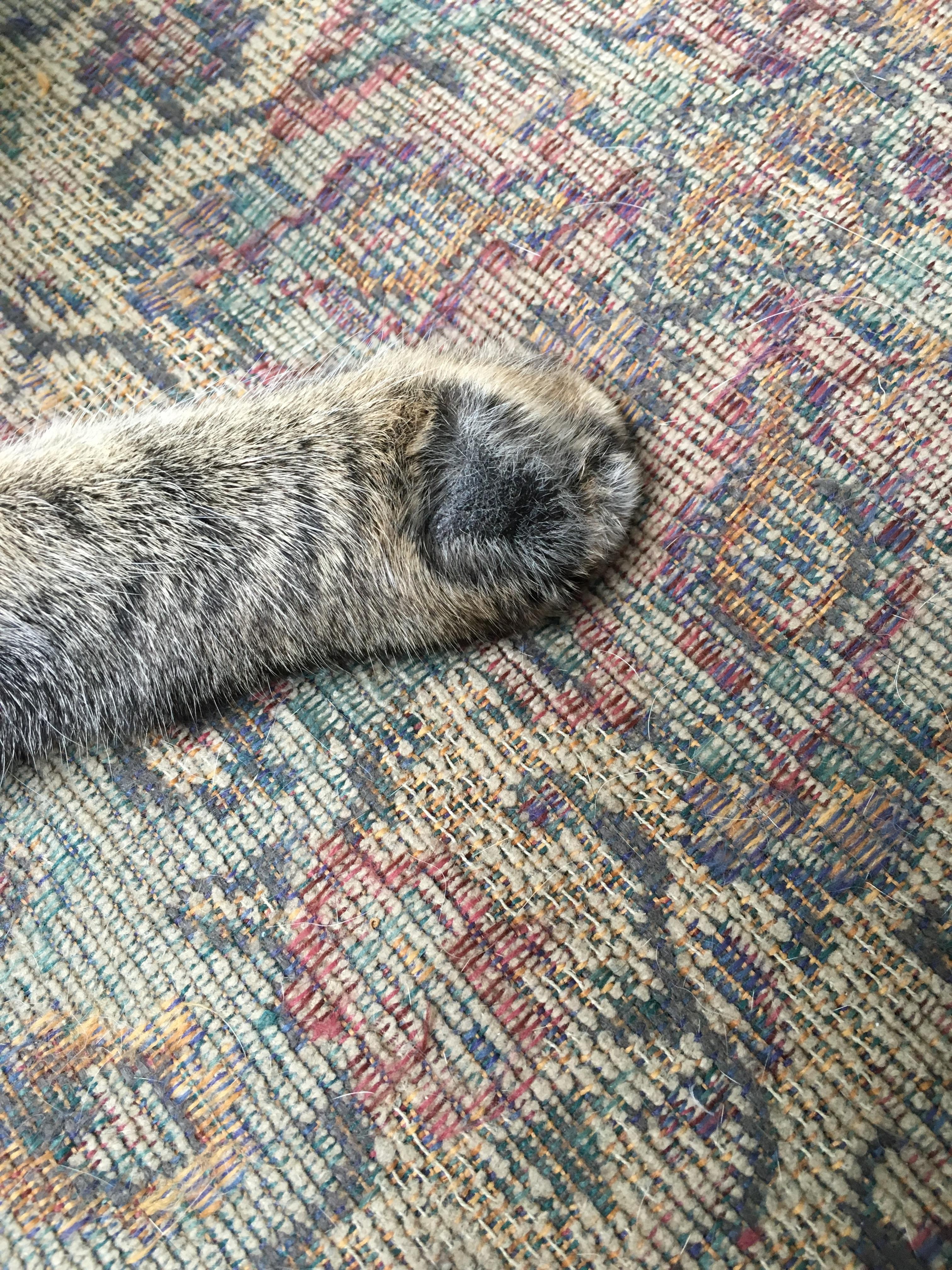 My cat broke his leg as a kitten and now has rough skin on the back of