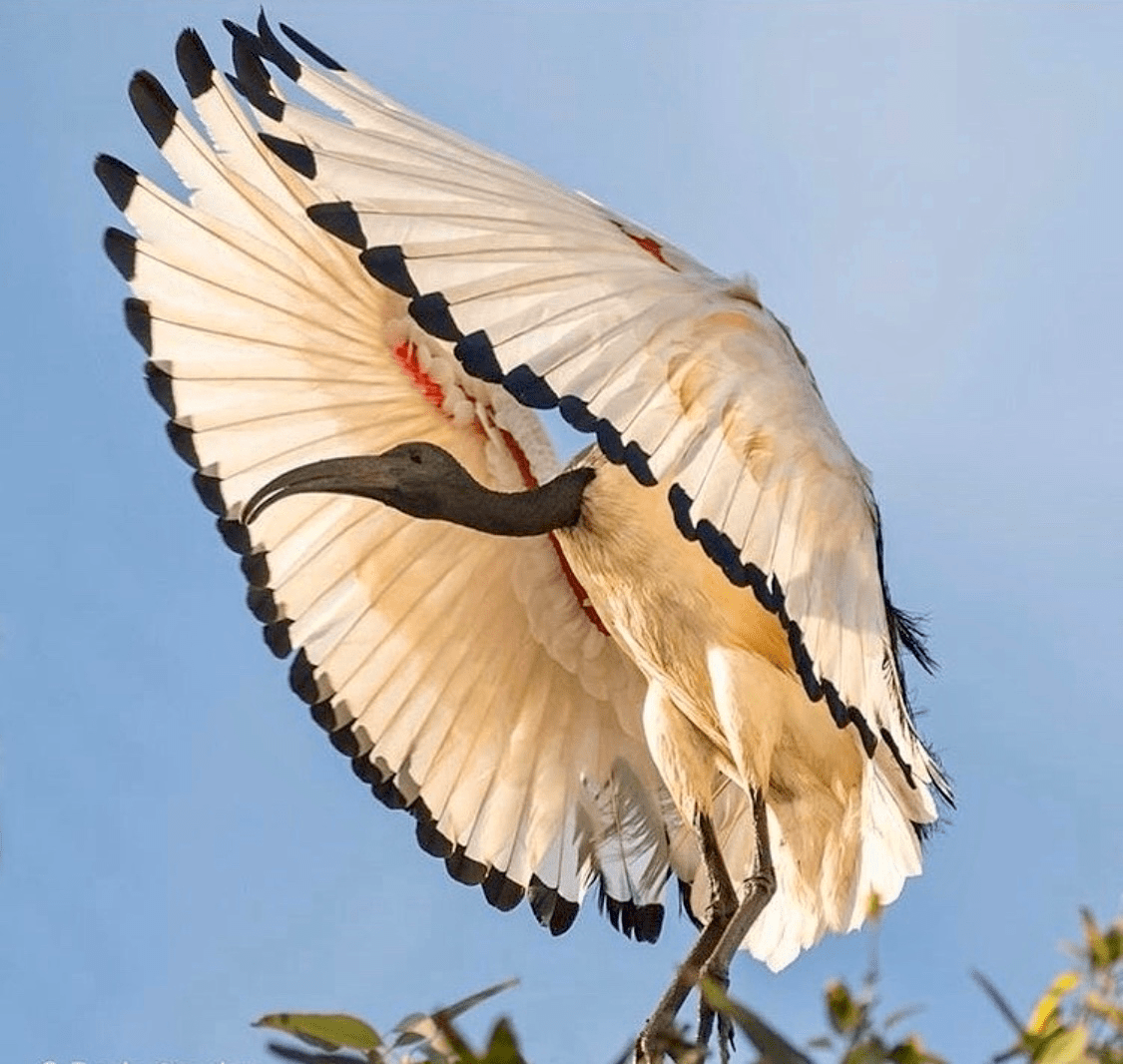 🔥 African Sacred ibis spreads its wings r/NatureIsFuckingLit