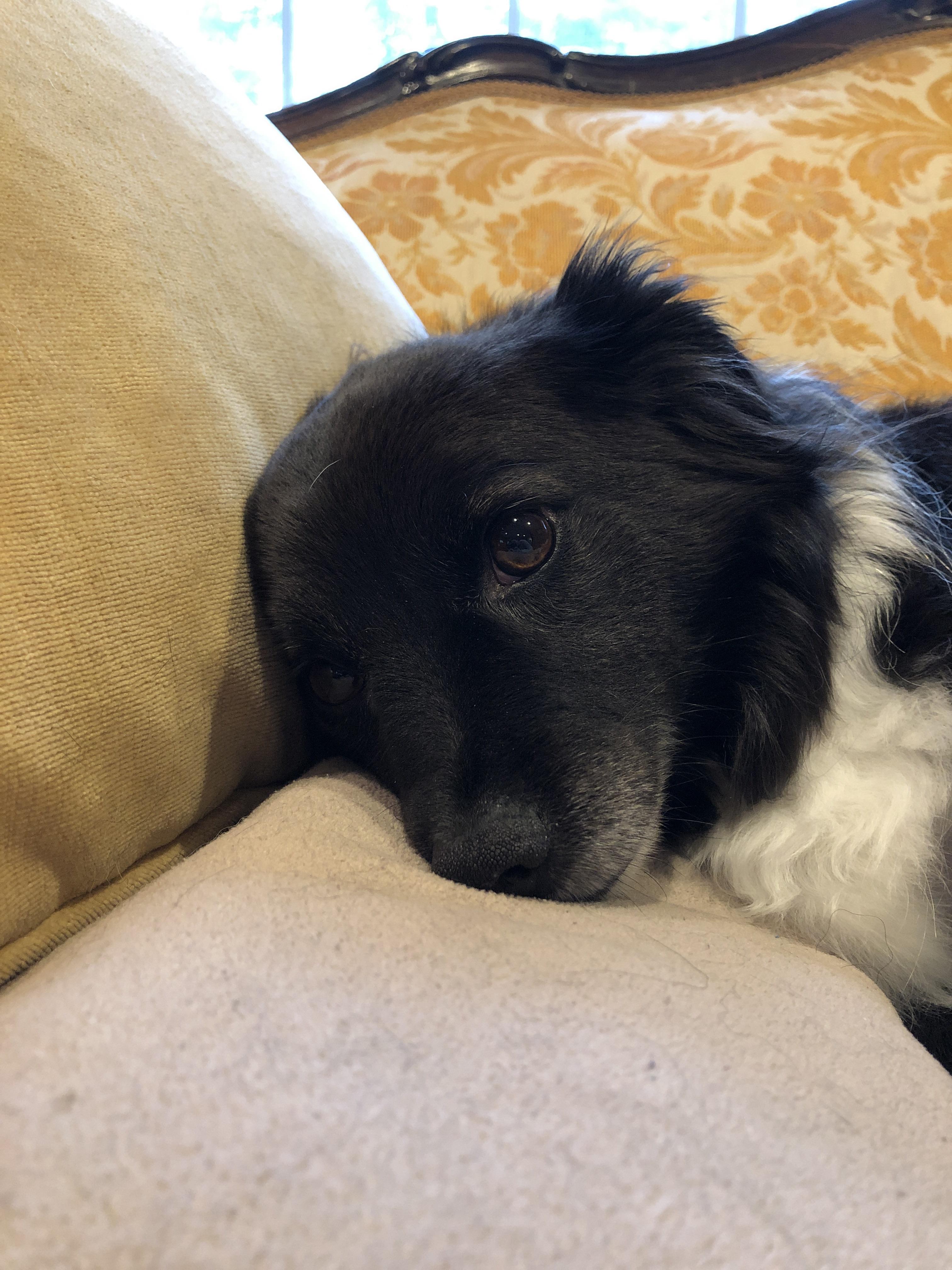 Since we’re on the subject of black pets... Reddit, meet Oreo! r/aww