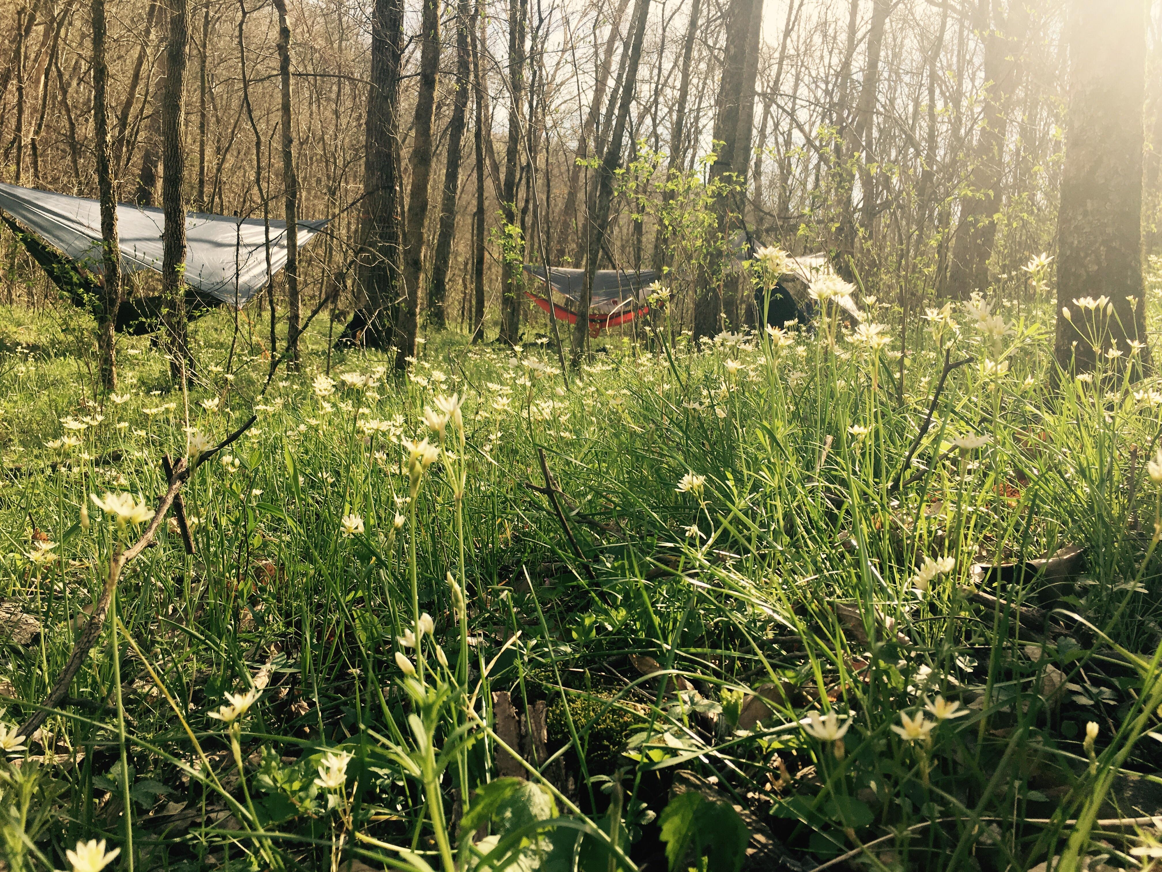 A little backcountry hammock camping. Busiek State Park. r