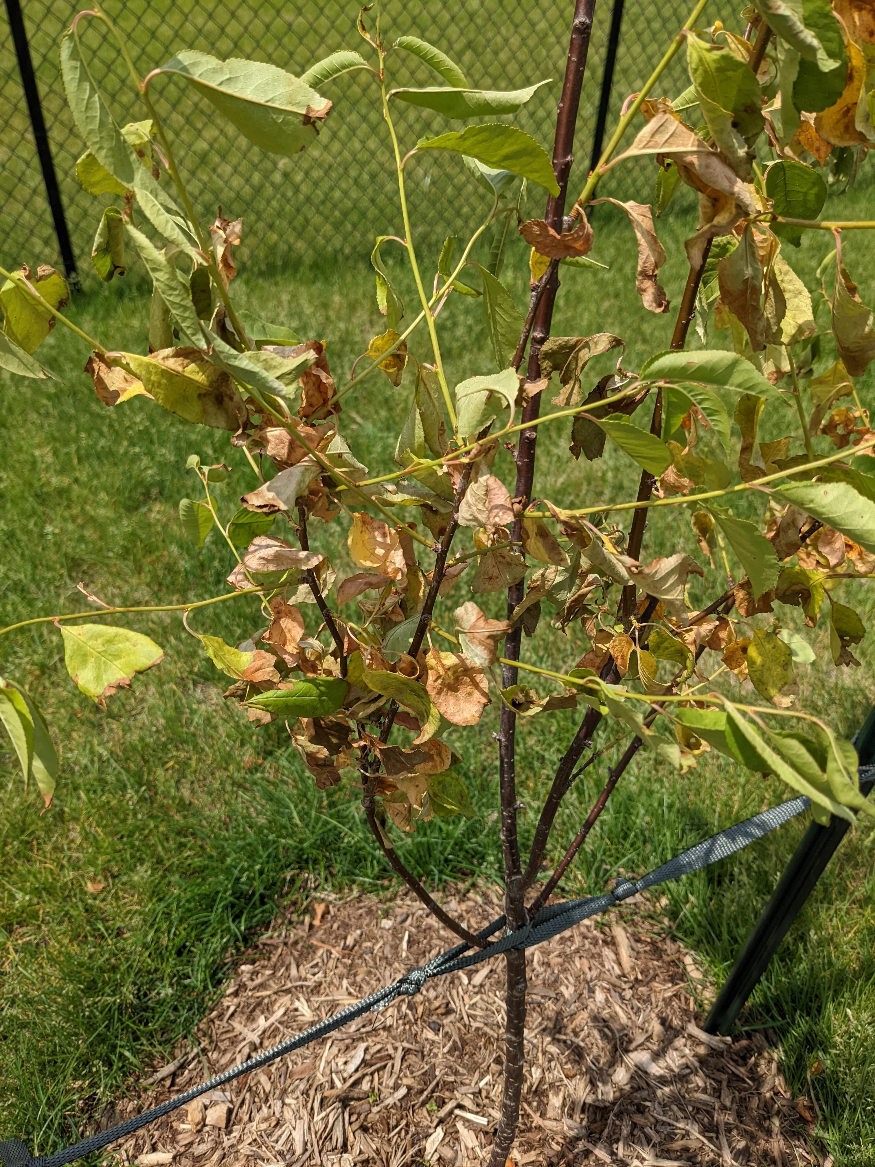 Anyone have suggestions on what is going on with our newly planted