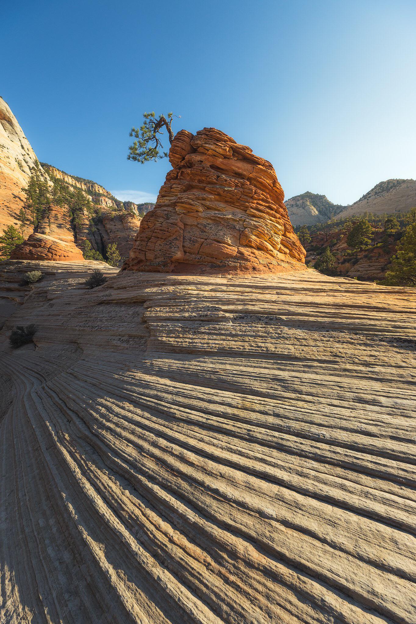 The Bonsai Tree at Zion National Park, Utah [OC] [1365x2048] r/EarthPorn