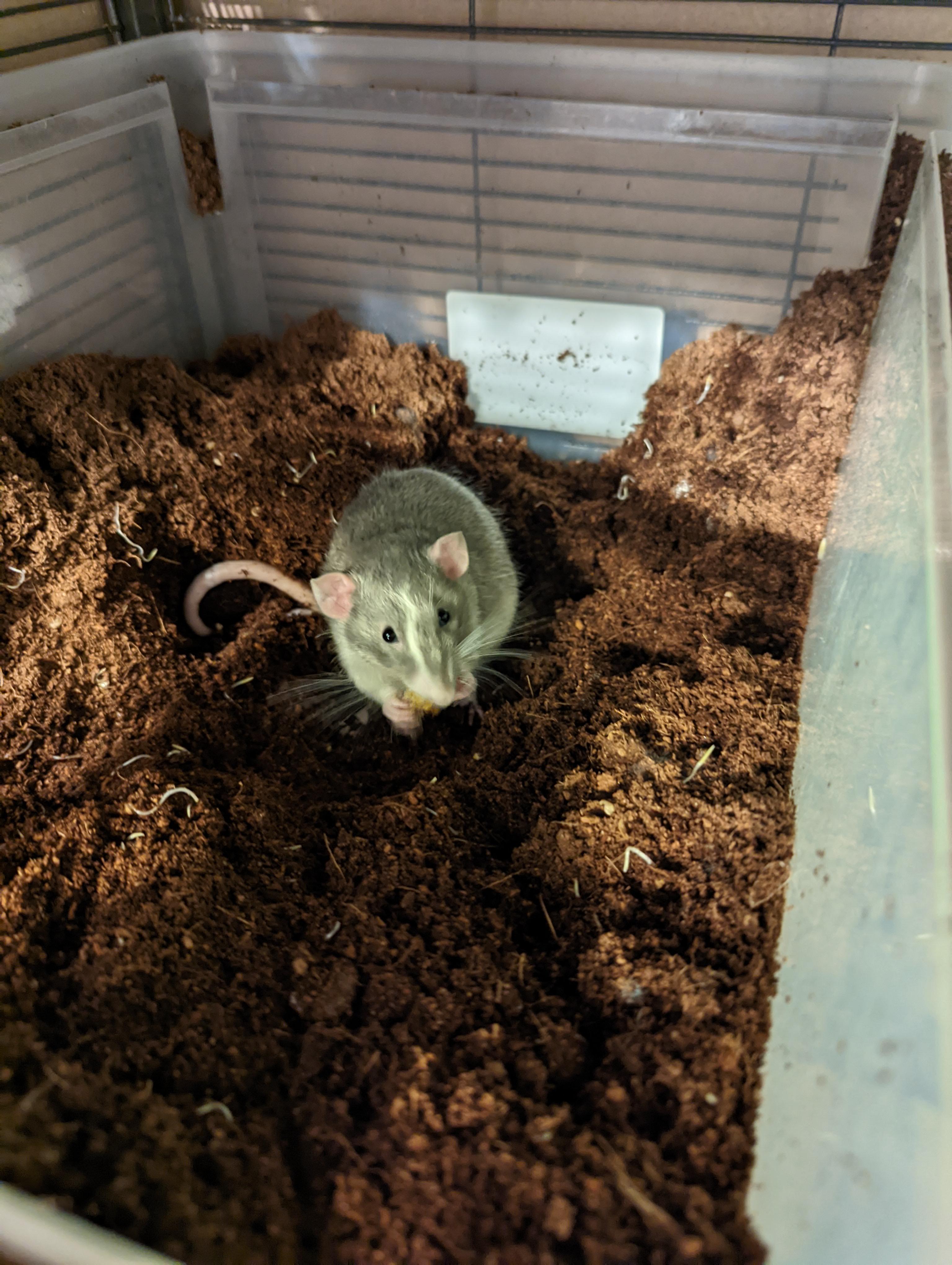 Mealworms are the best when dug up. RATS