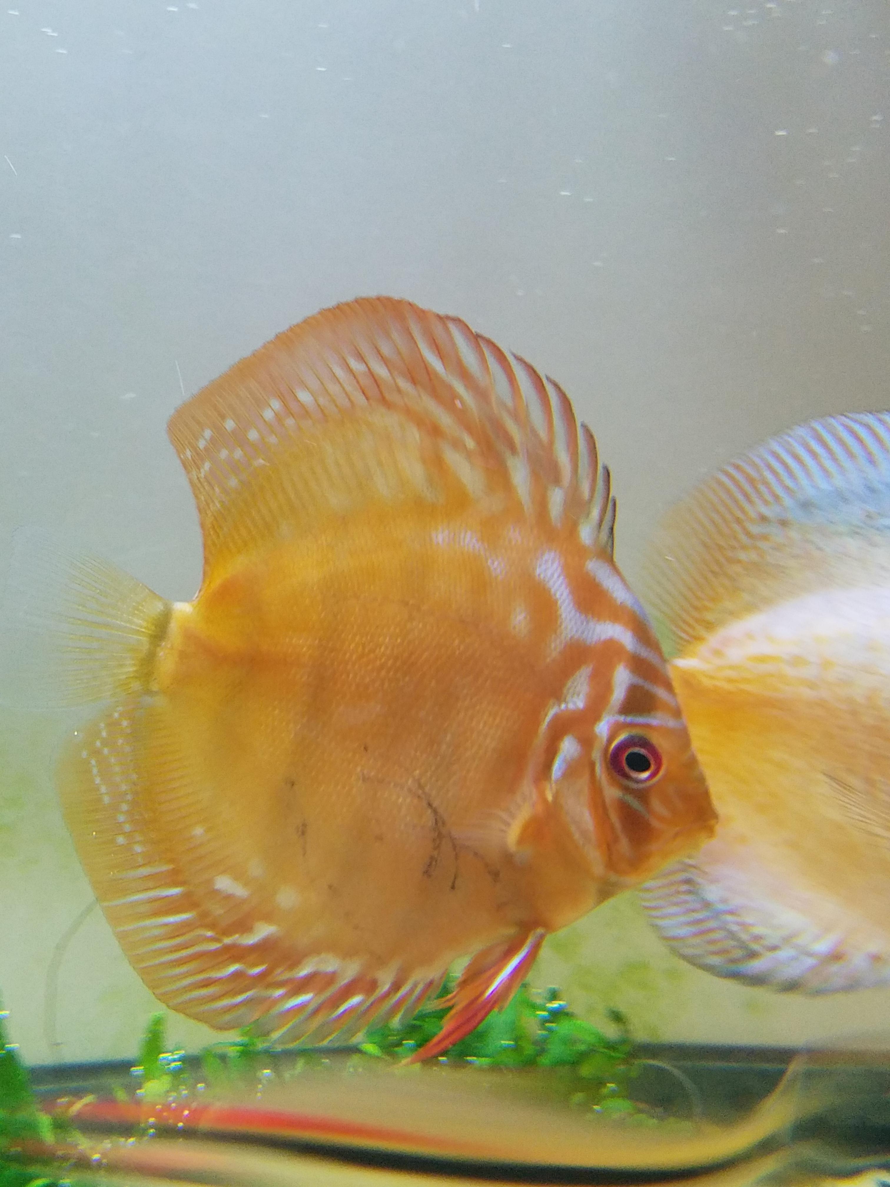 Anyone know what these black lines may be? Fish showing no other signs