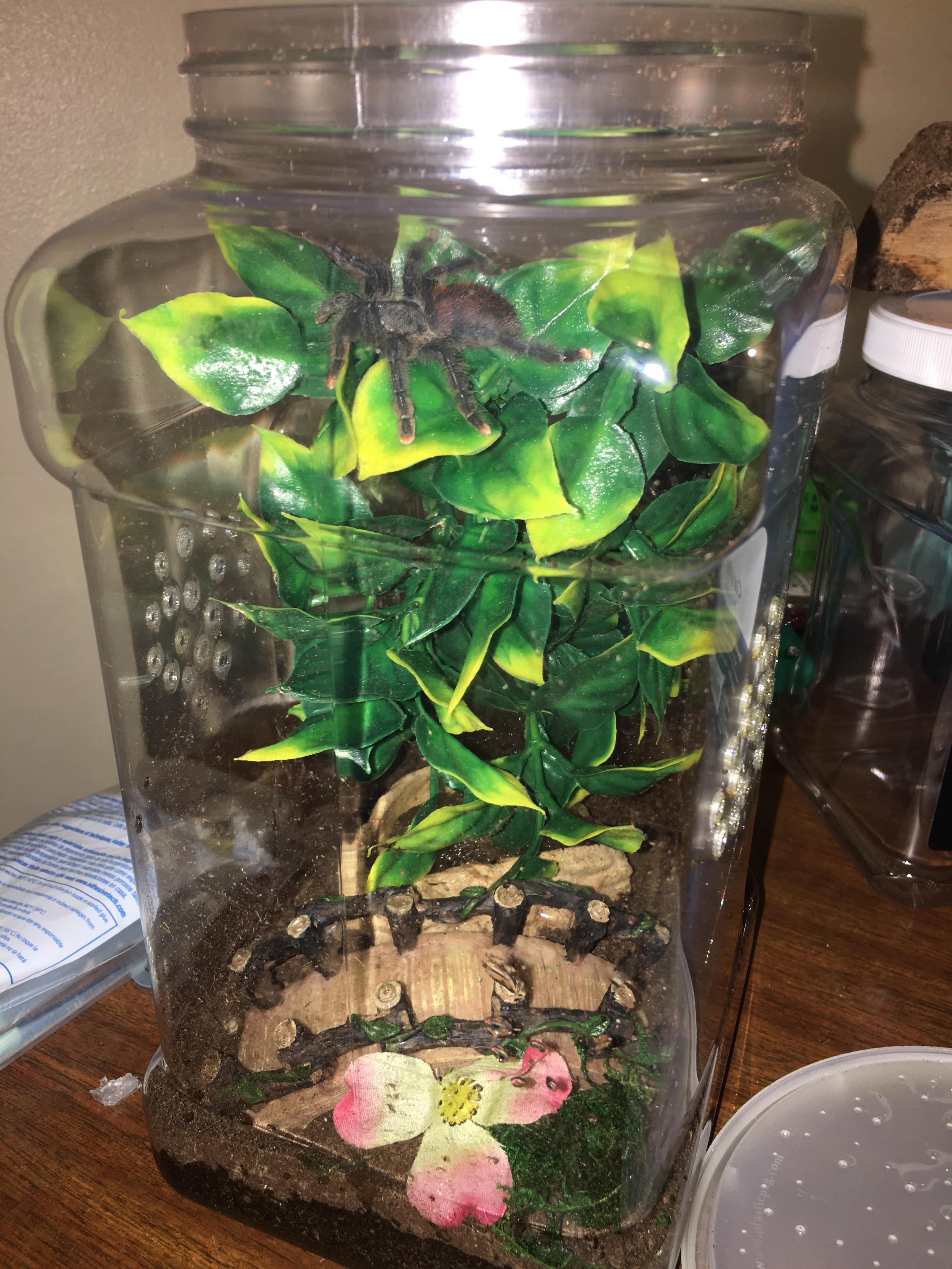 Pink toe’s new enclosure r/tarantulas