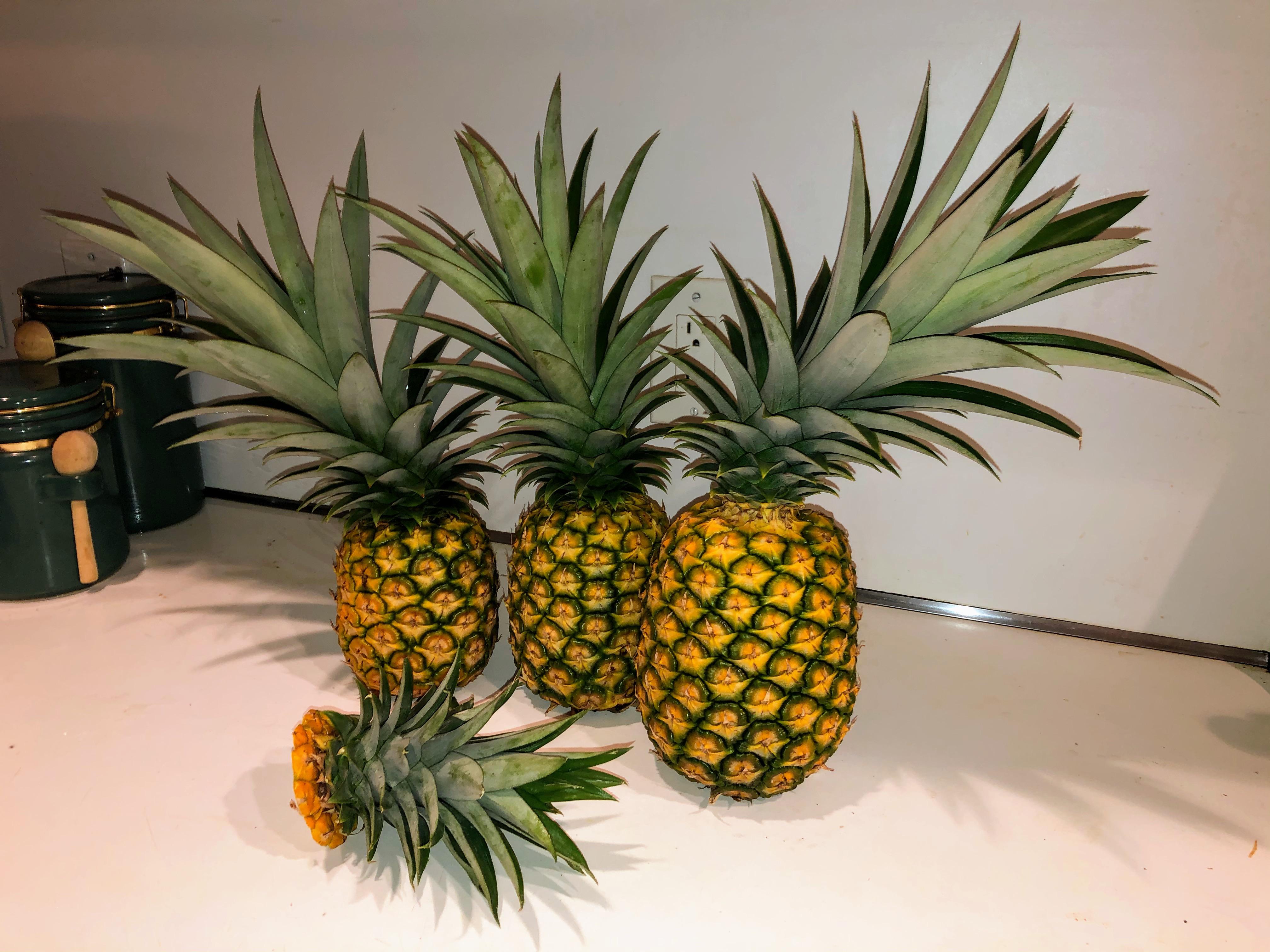 Happy summer! Pineapple season is here r/BackyardOrchard