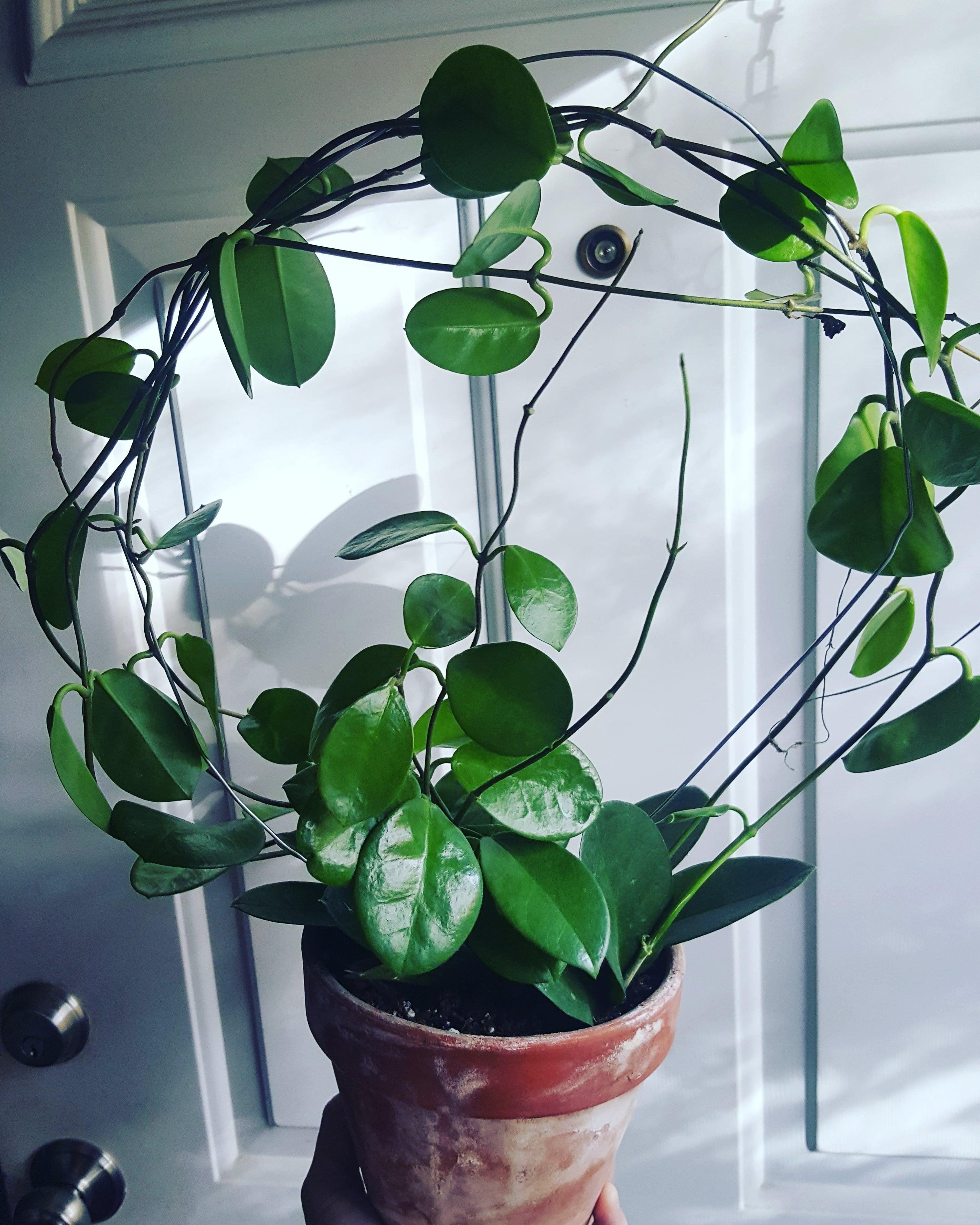 New hoop for the hoya australis. r/hoyas