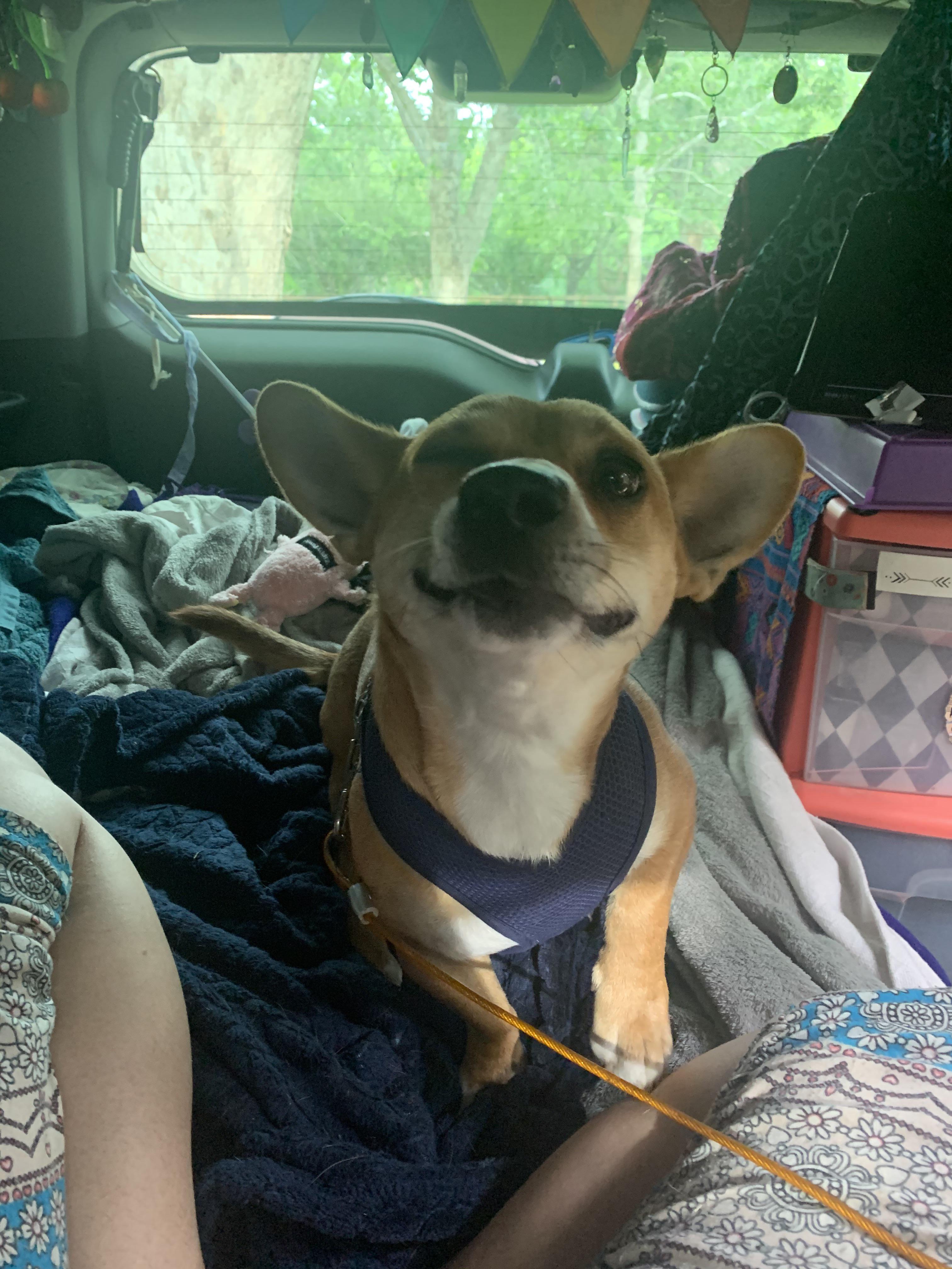 This little nugget of joy loves to run up and sneeze in