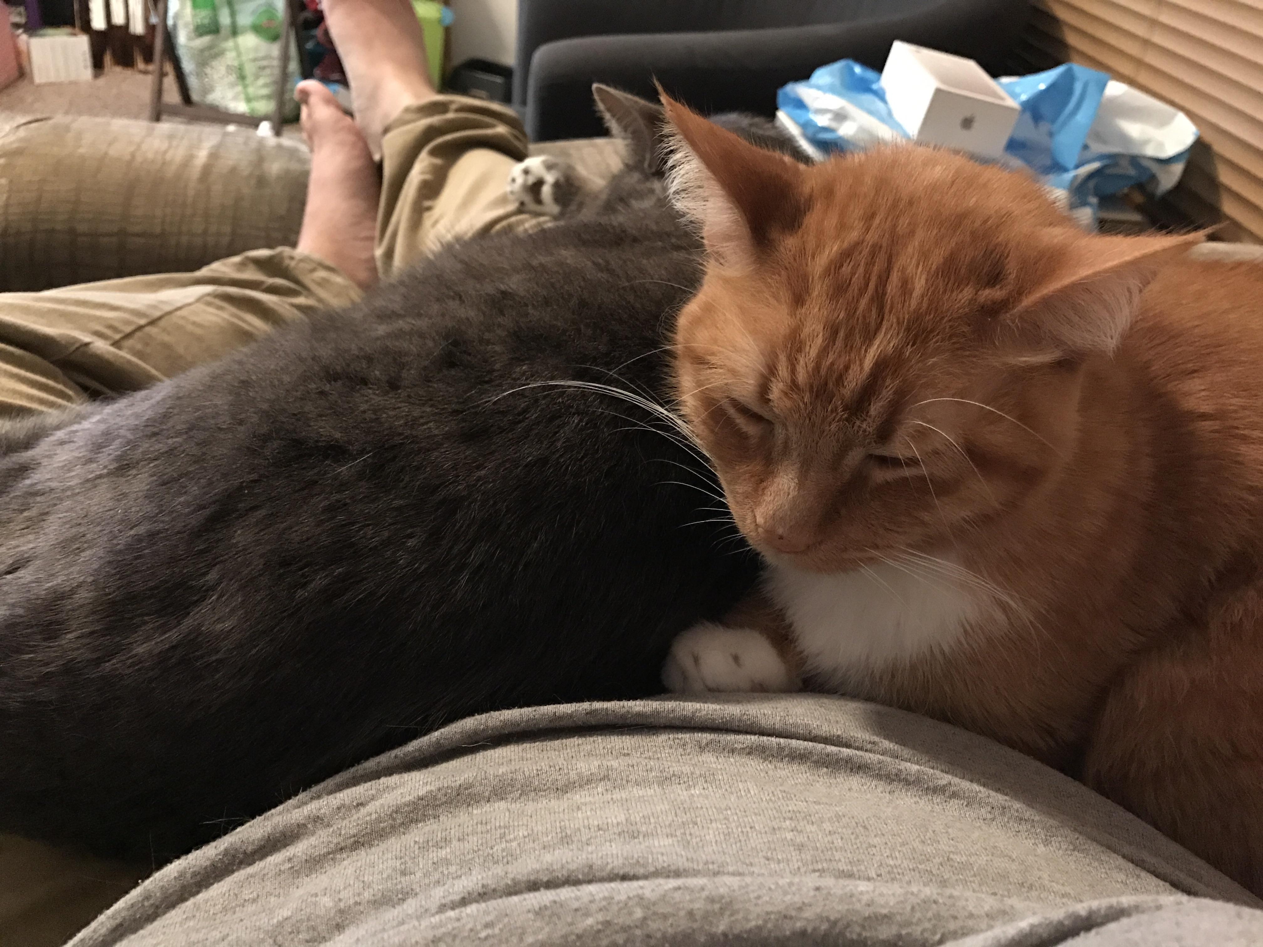 My favorite part of coming home from work r/cats