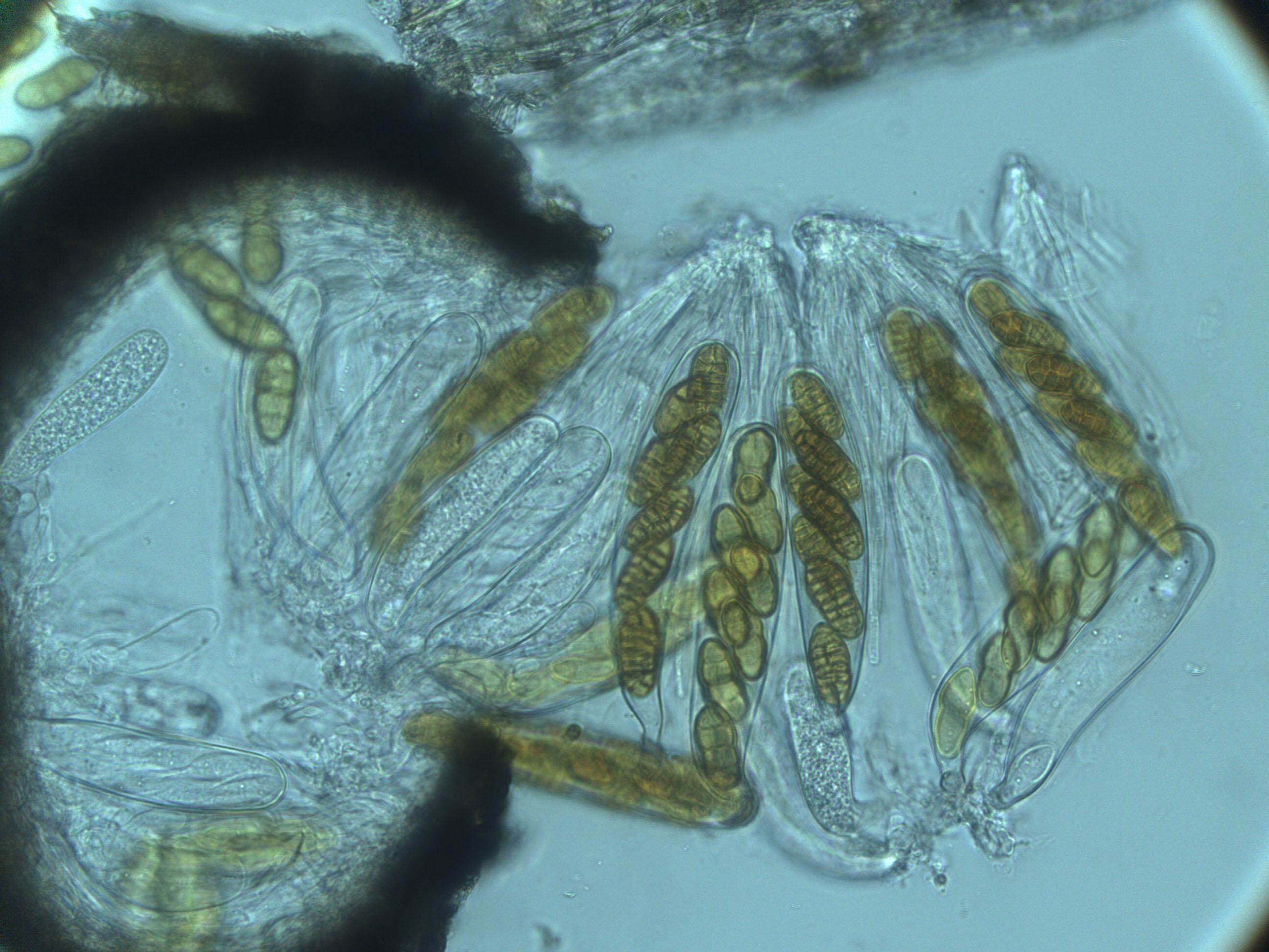Dictyosporous Dothideomycetes with gelatinous sheath on ascospores