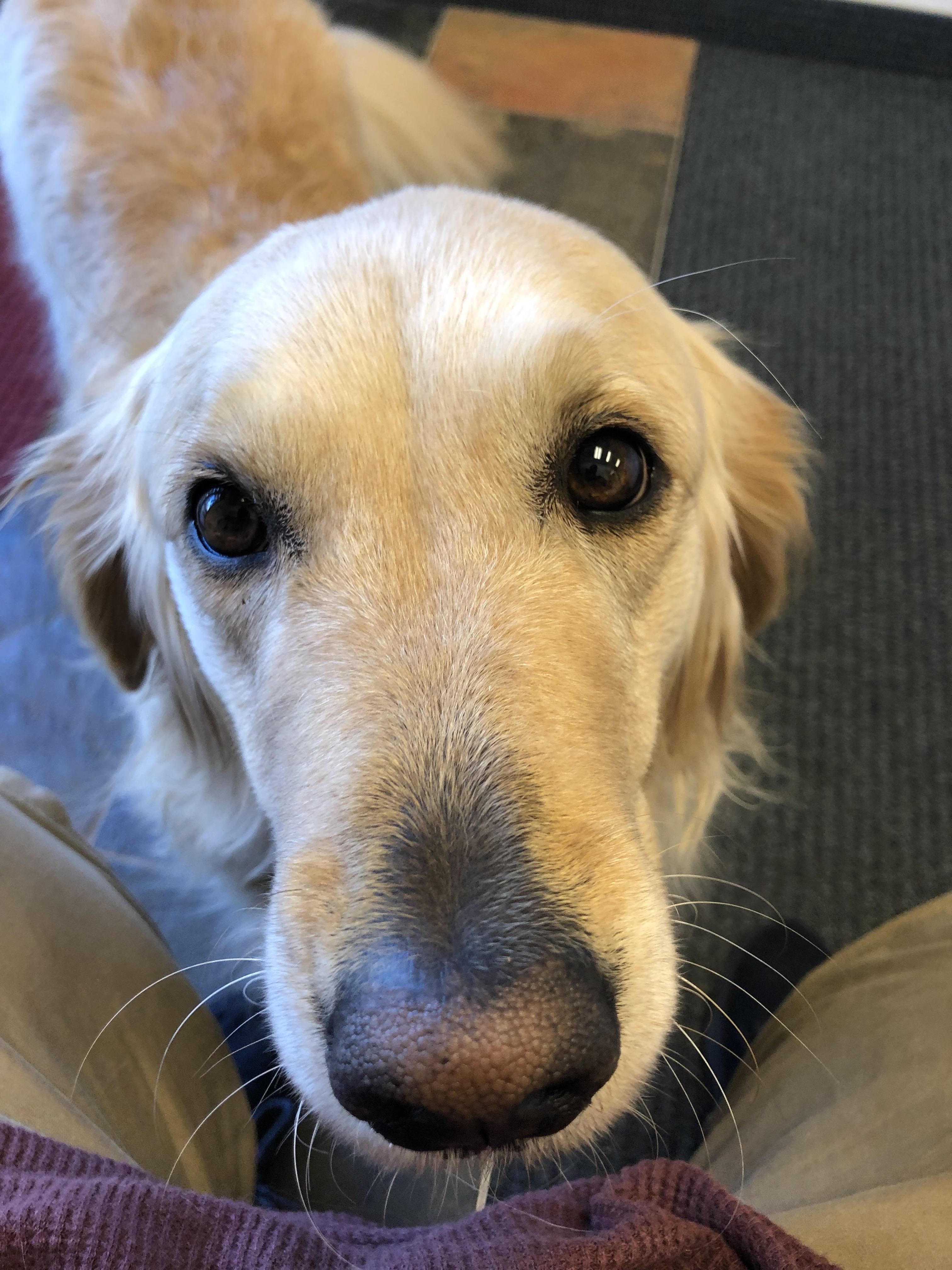 My chiropractor has a great office dog. Reddit, meet Tessa r/aww