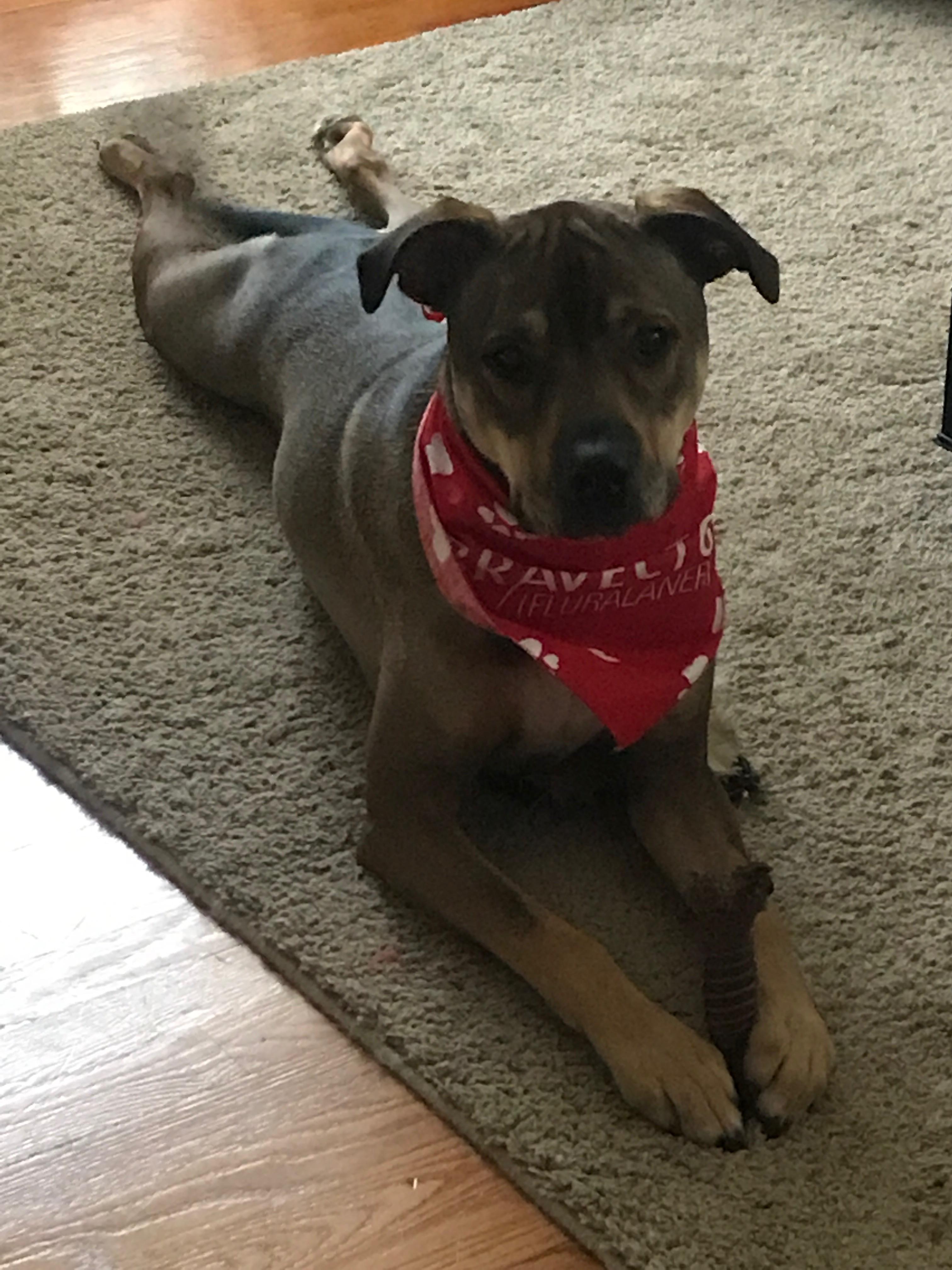 Here’s my Coconut Retriever we adopted! He’s two now and was from St