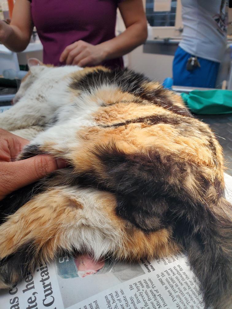 233 best r/veterinary images on Pholder Beware the chihuahua named