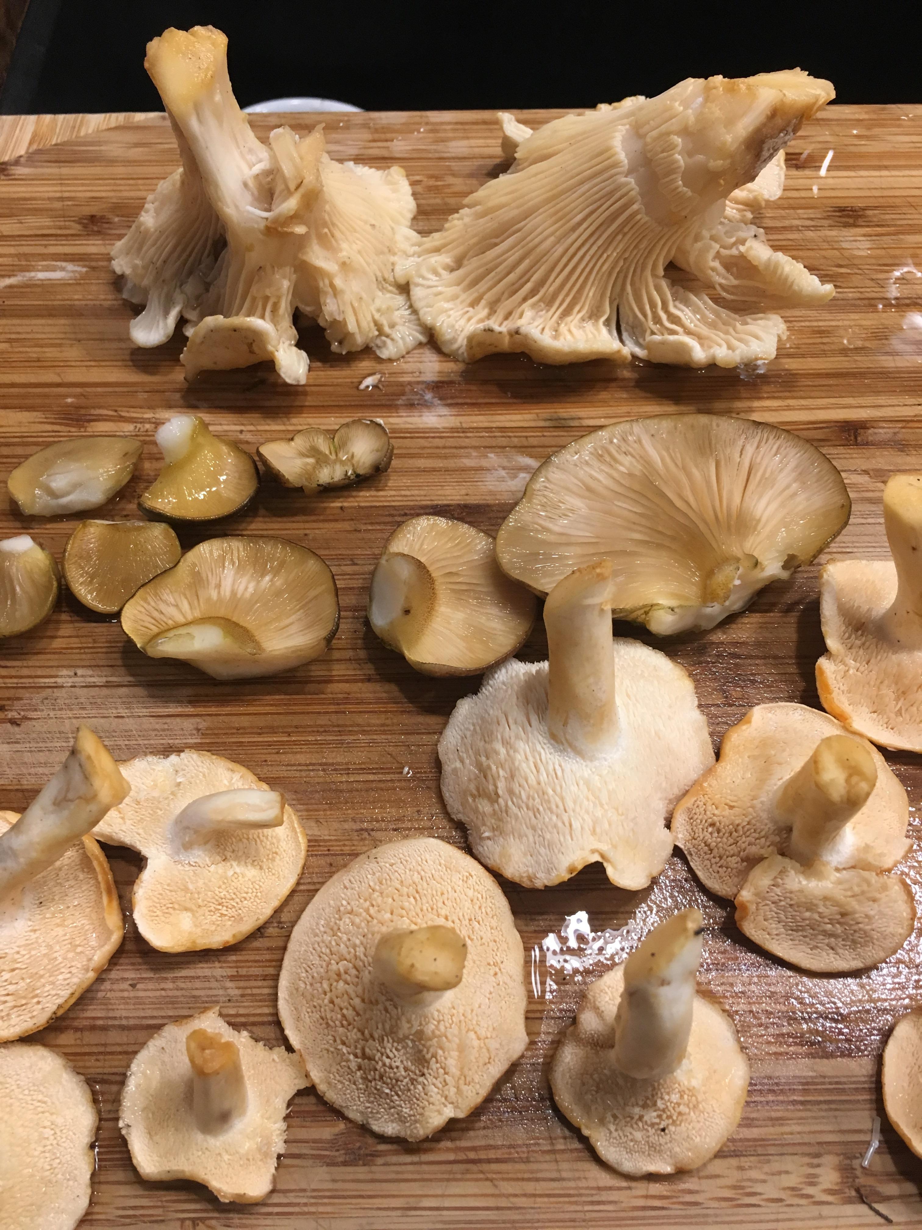 Today’s finds! White chanterelle, oyster and hedgehog r/mycology