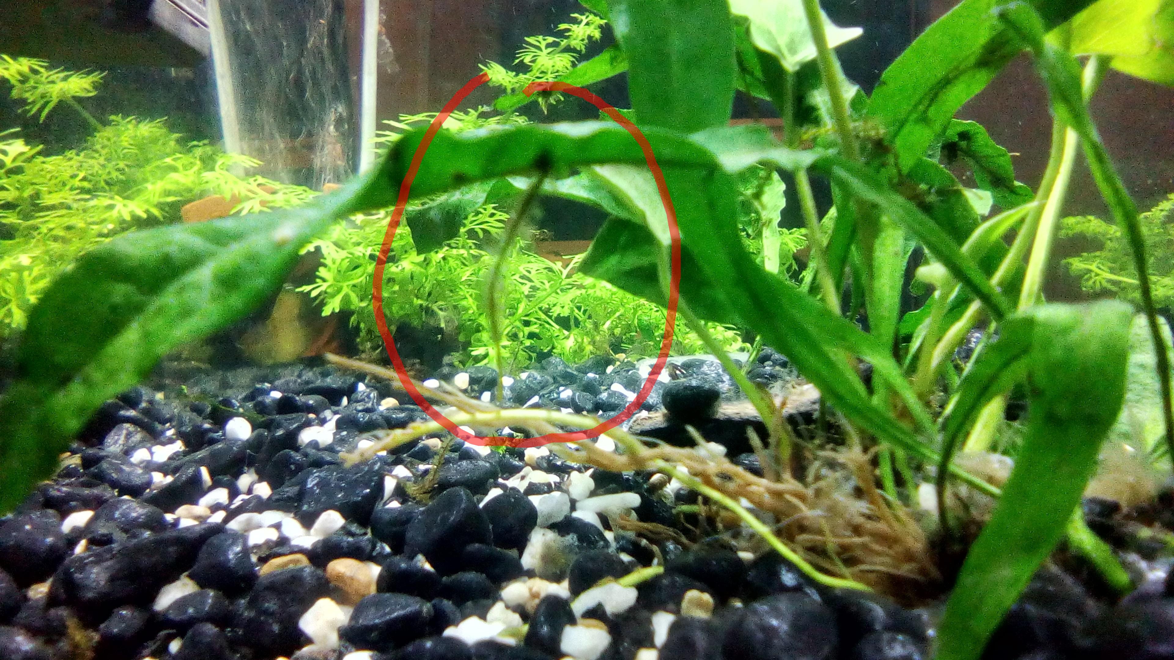 What is this growing under my java fern leaves ? r/PlantedTank