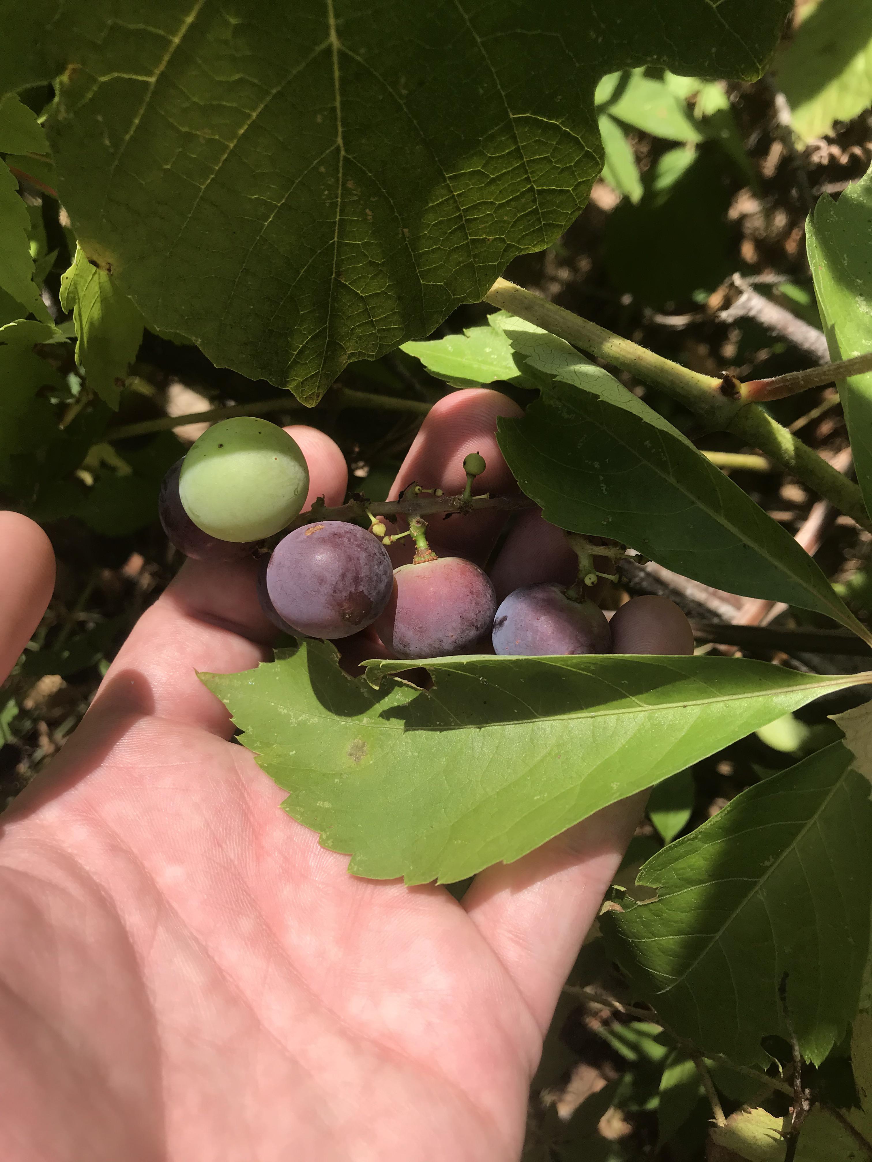 So I’ve found a good sized patch of wild muscadine grapes that will be