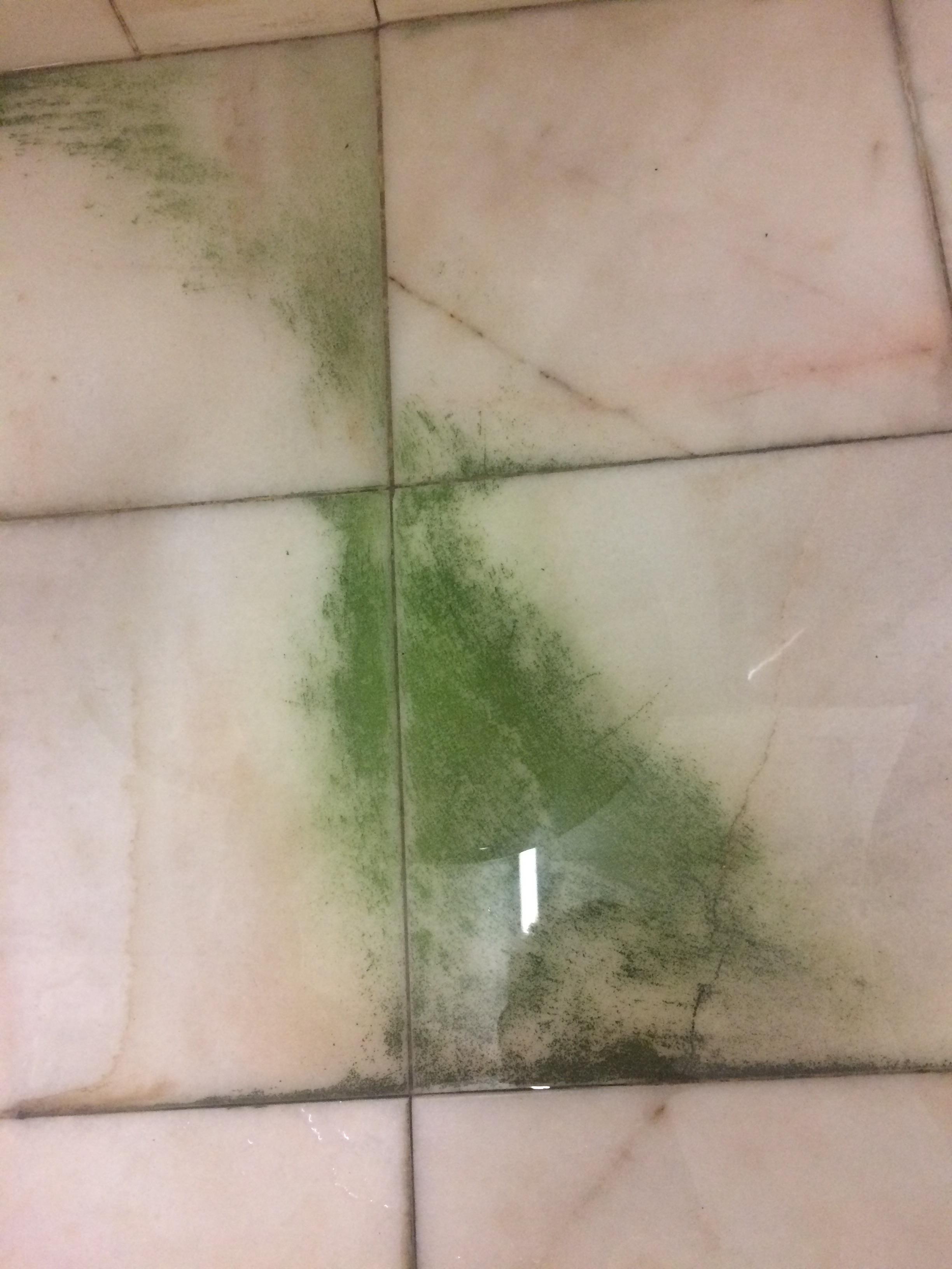 Any Idea how to clean this? i don’t this its moss/algae, and its on my