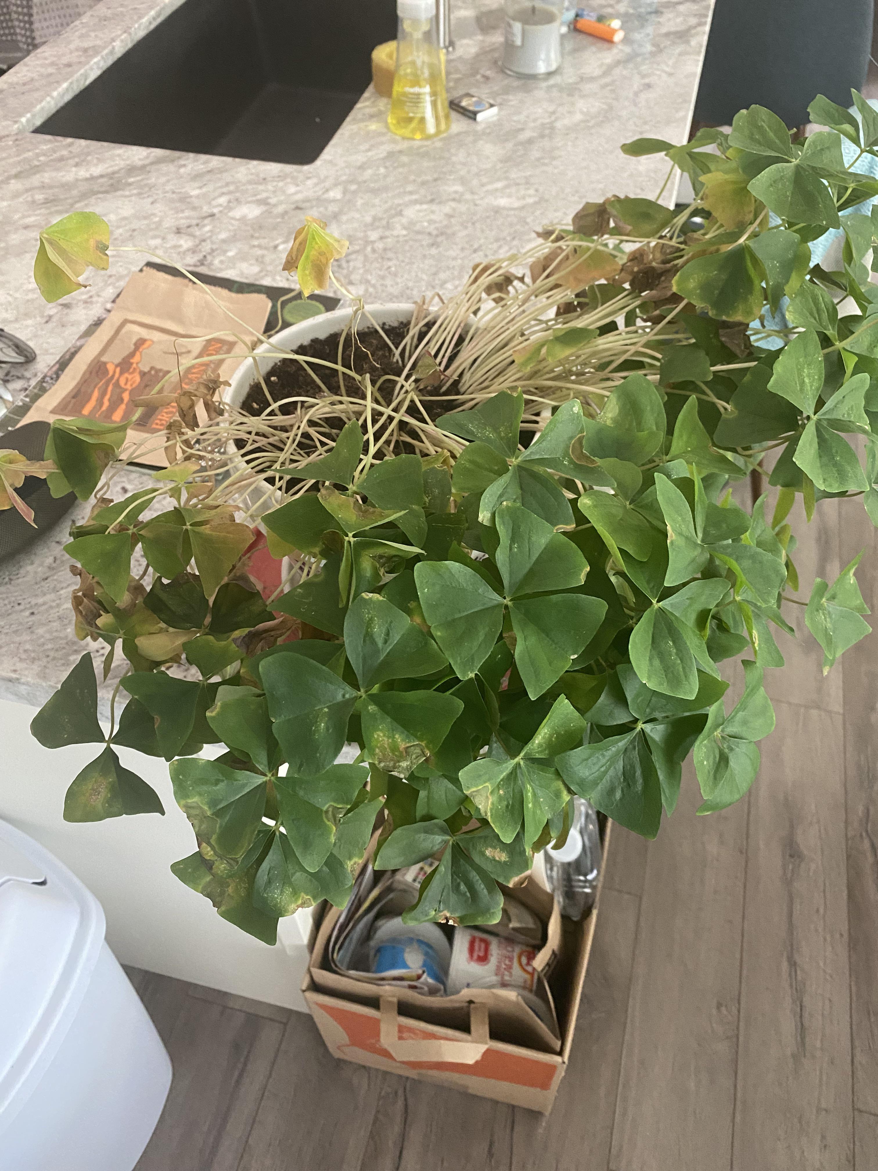 Shamrock Plant not doing well. Need help. I have had this for 3 years