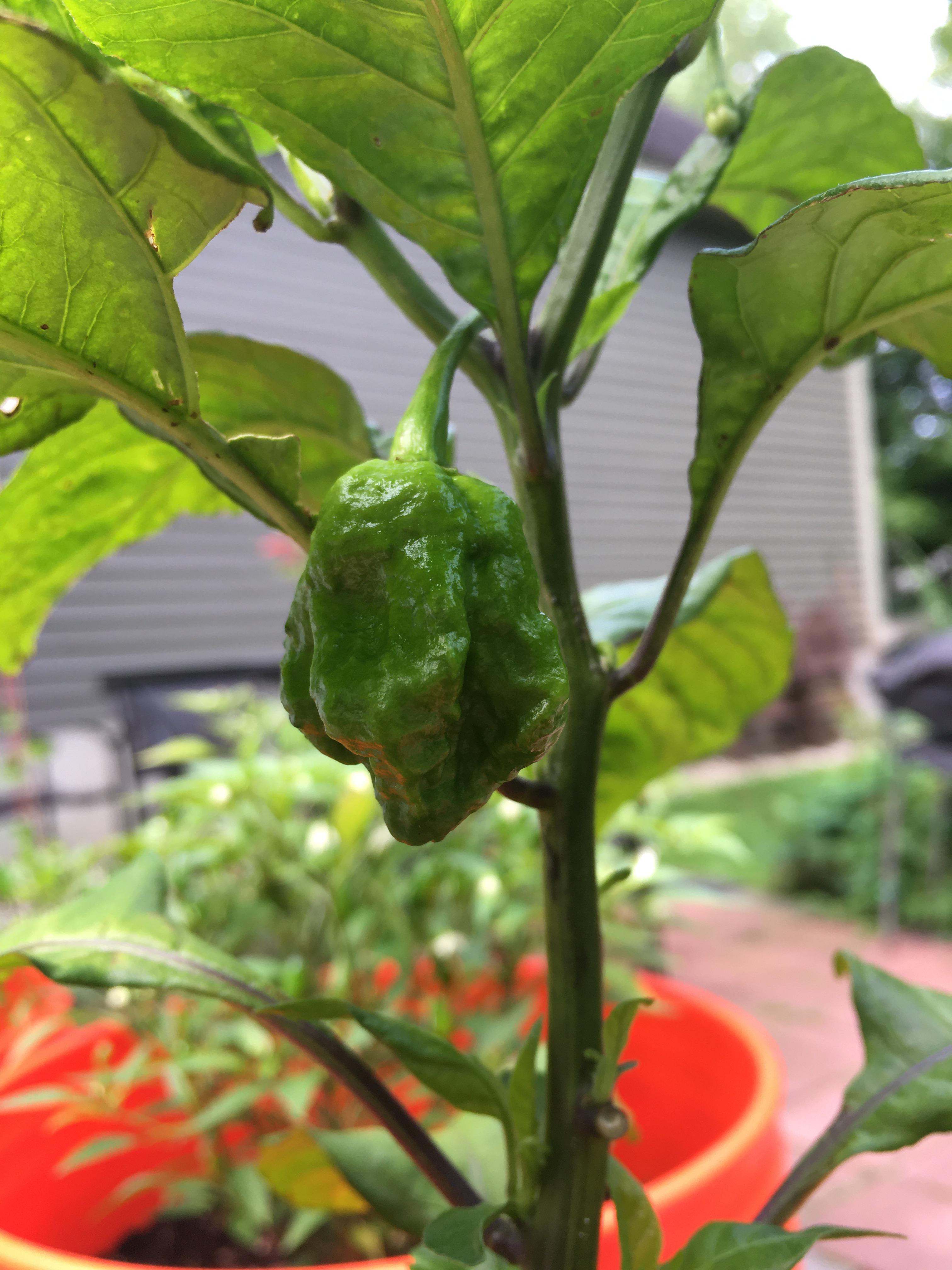 This beautiful Carolina Reaper pepper growing on my plant. r/HotPeppers