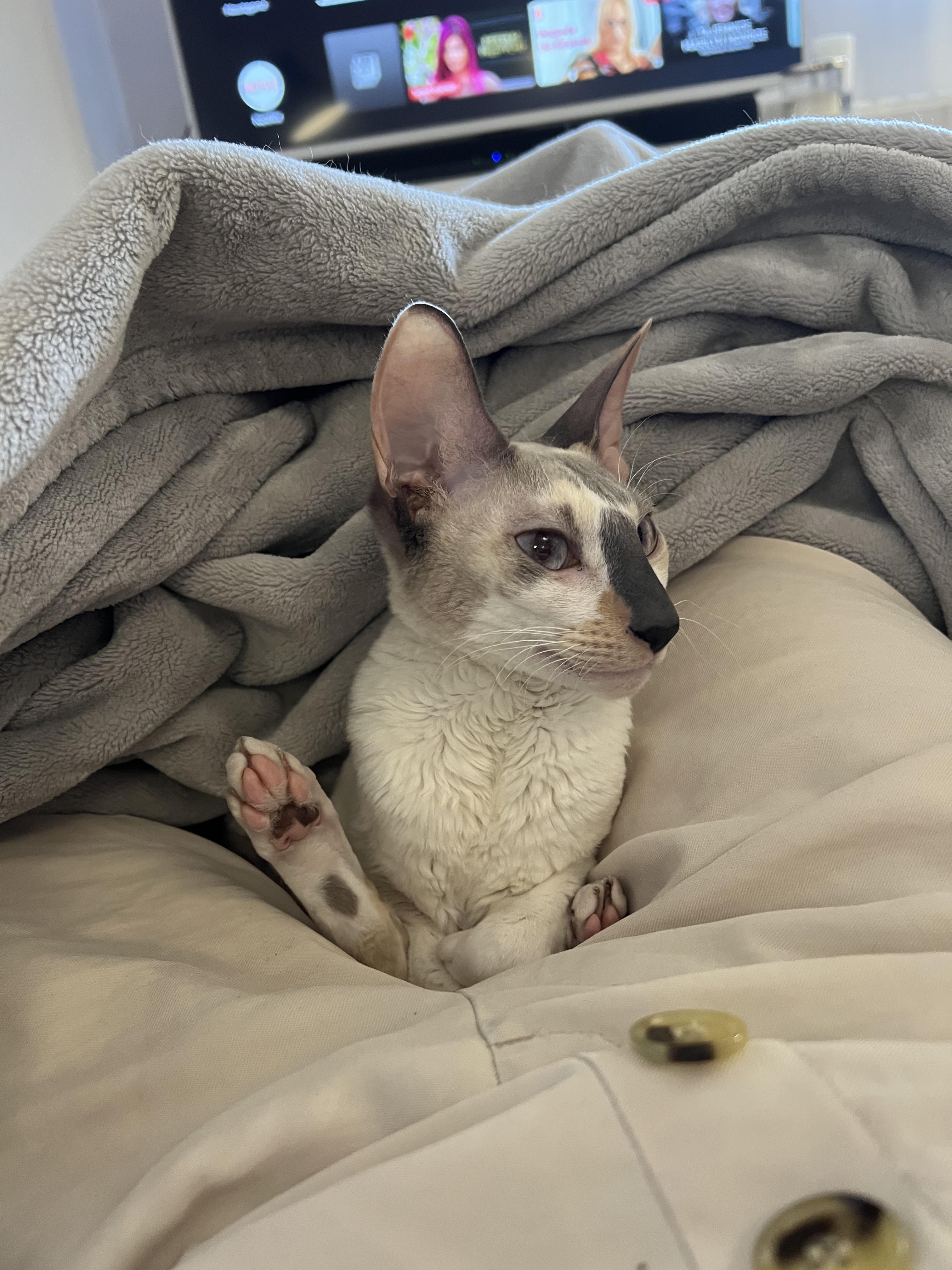 My poor deformed cat r/confusing_perspective