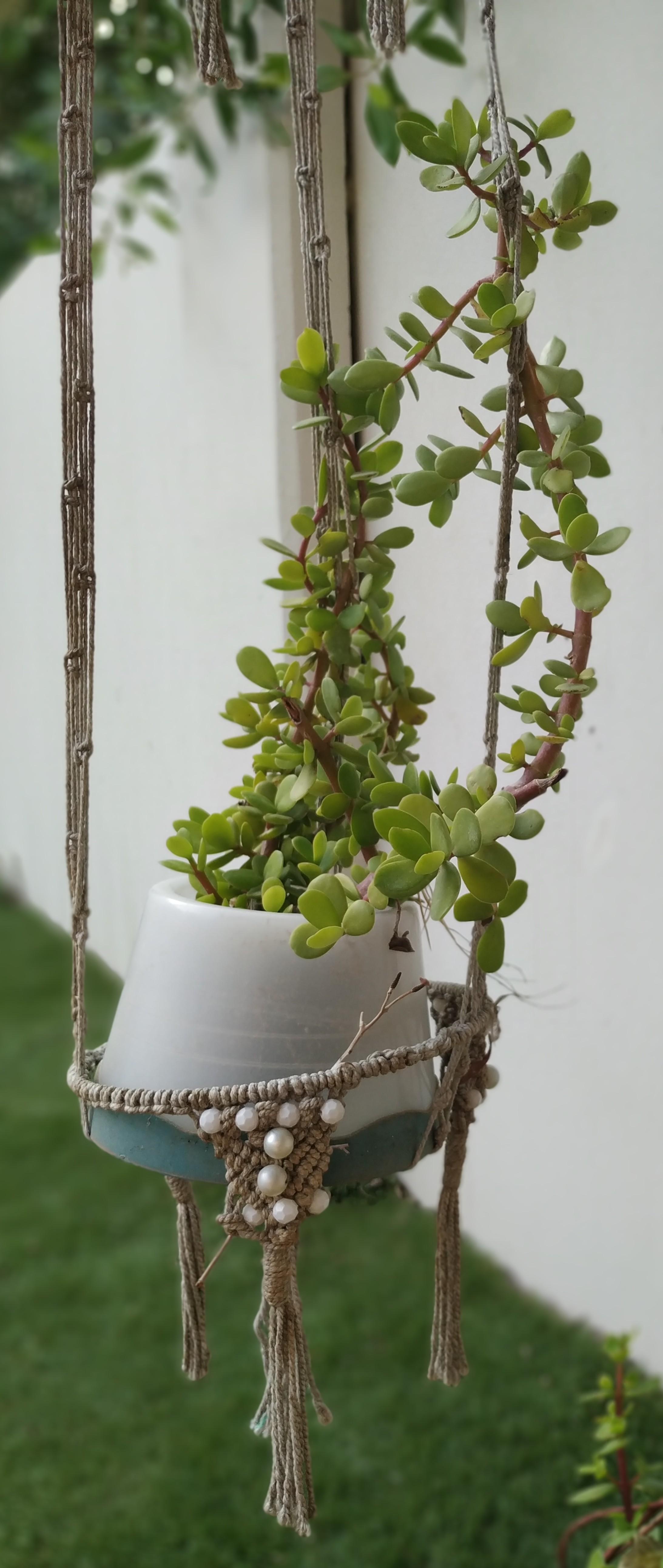 Hanging succulent r/plants