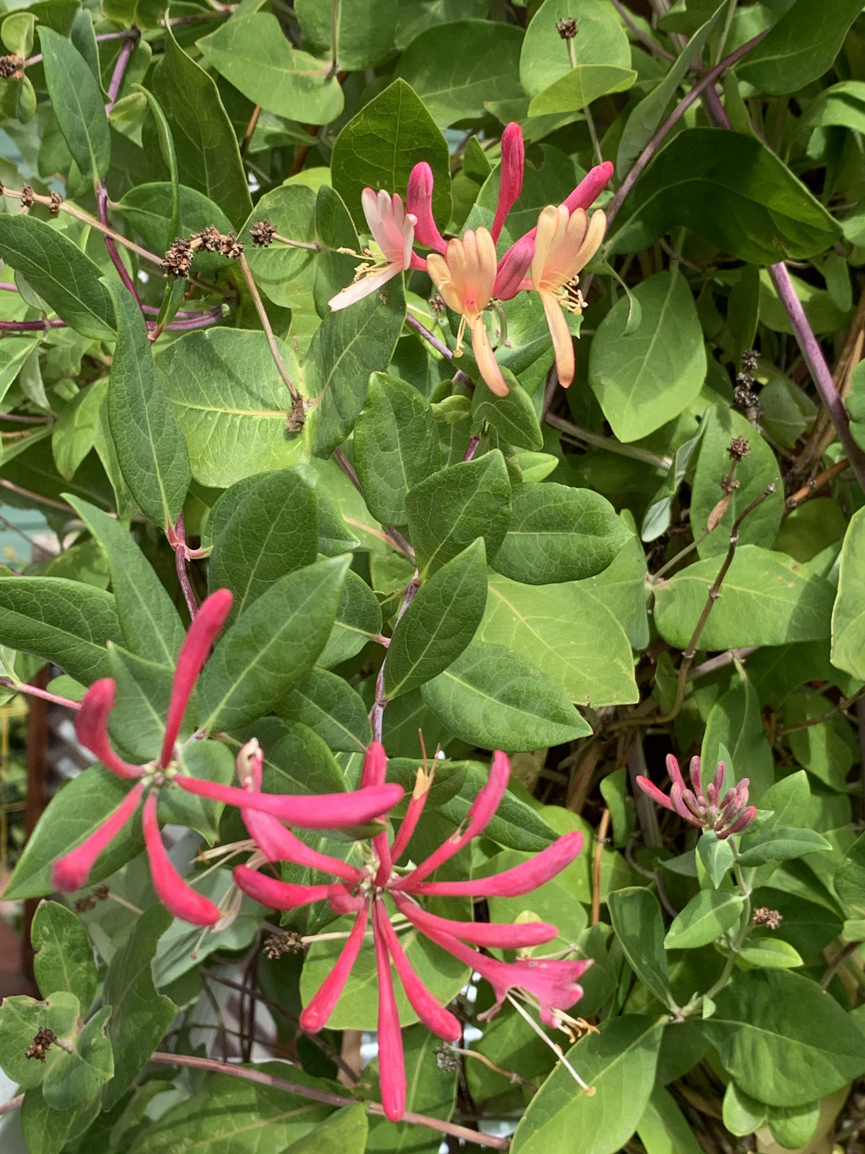 End of season Zone 4 Gold Flame Honeysuckle blooms! r/gardening