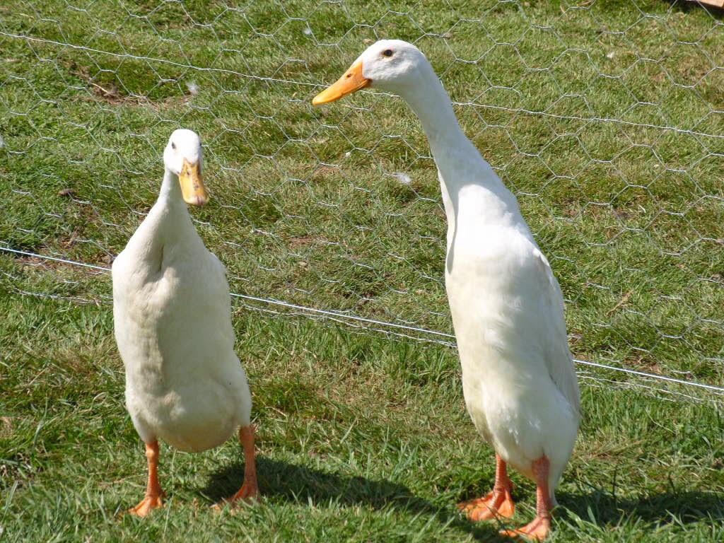 Do Indian runners make good pets for beginners? r/BACKYARDDUCKS