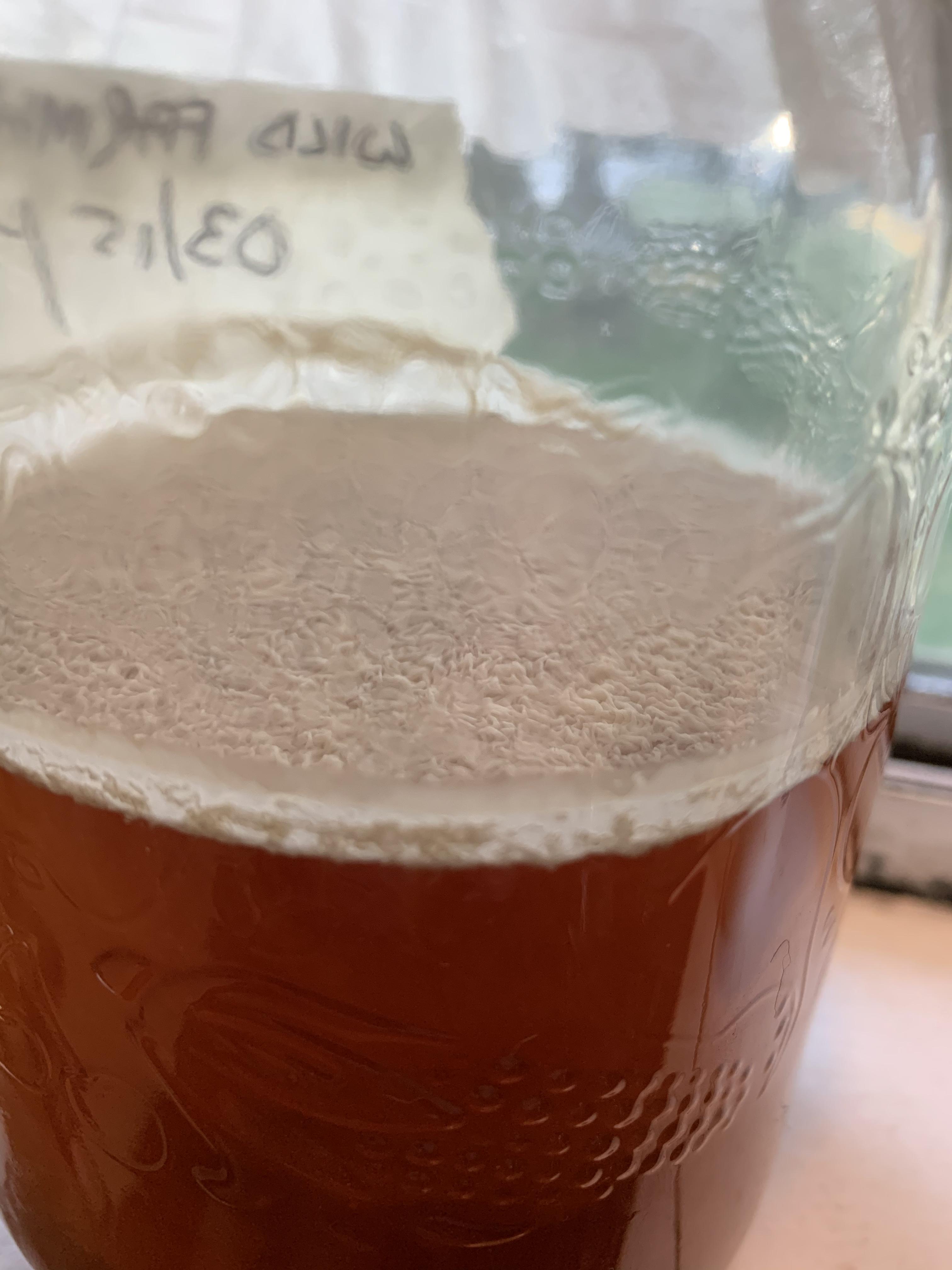 Unwanted visitor. This pellicle showed up on my wild + brett yeast beer