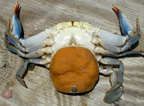 this is a female crab with eggs MakeMeSuffer