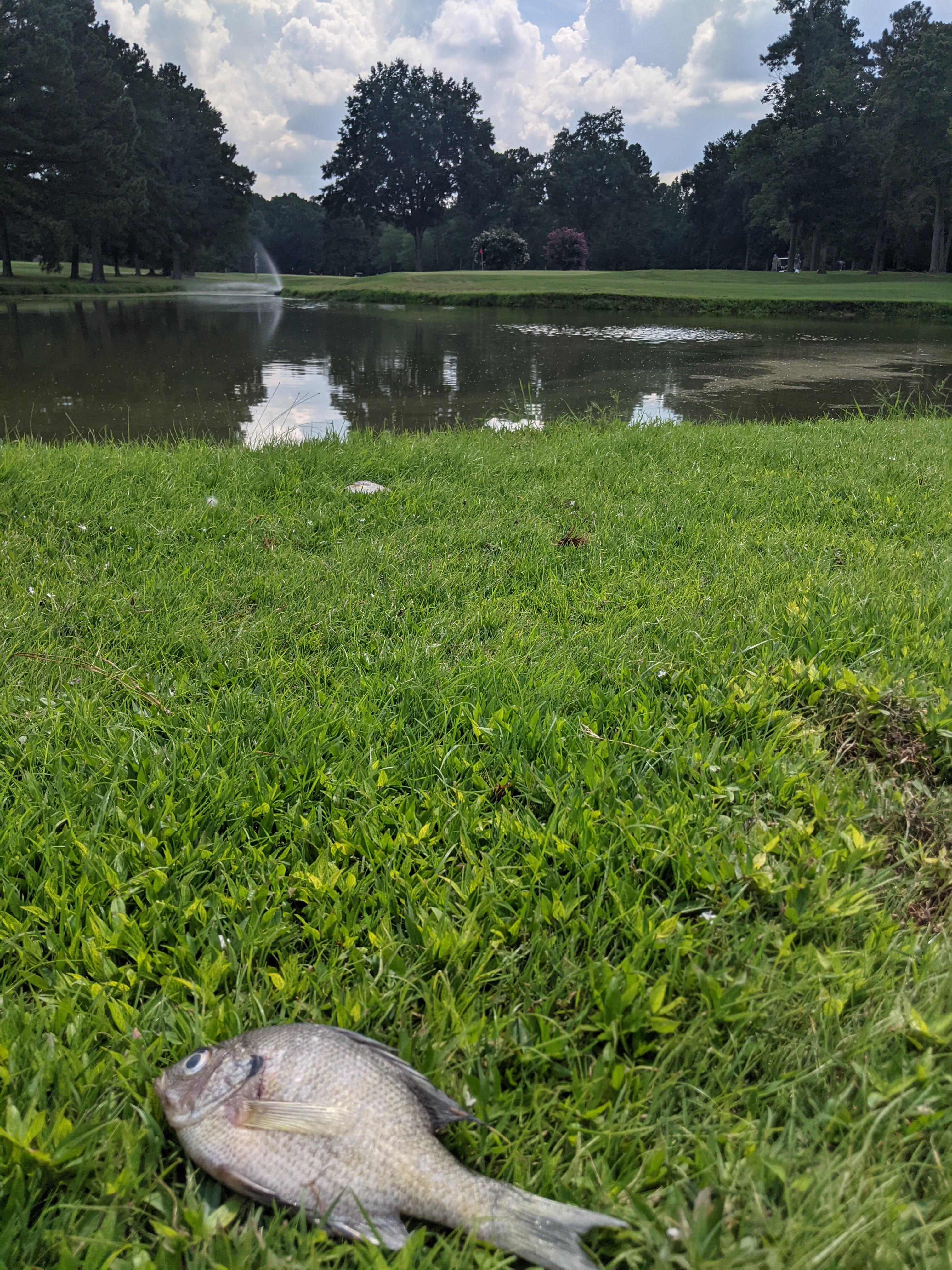40 yards to the green... Your ball is a dead fish. What's the play? r/golf