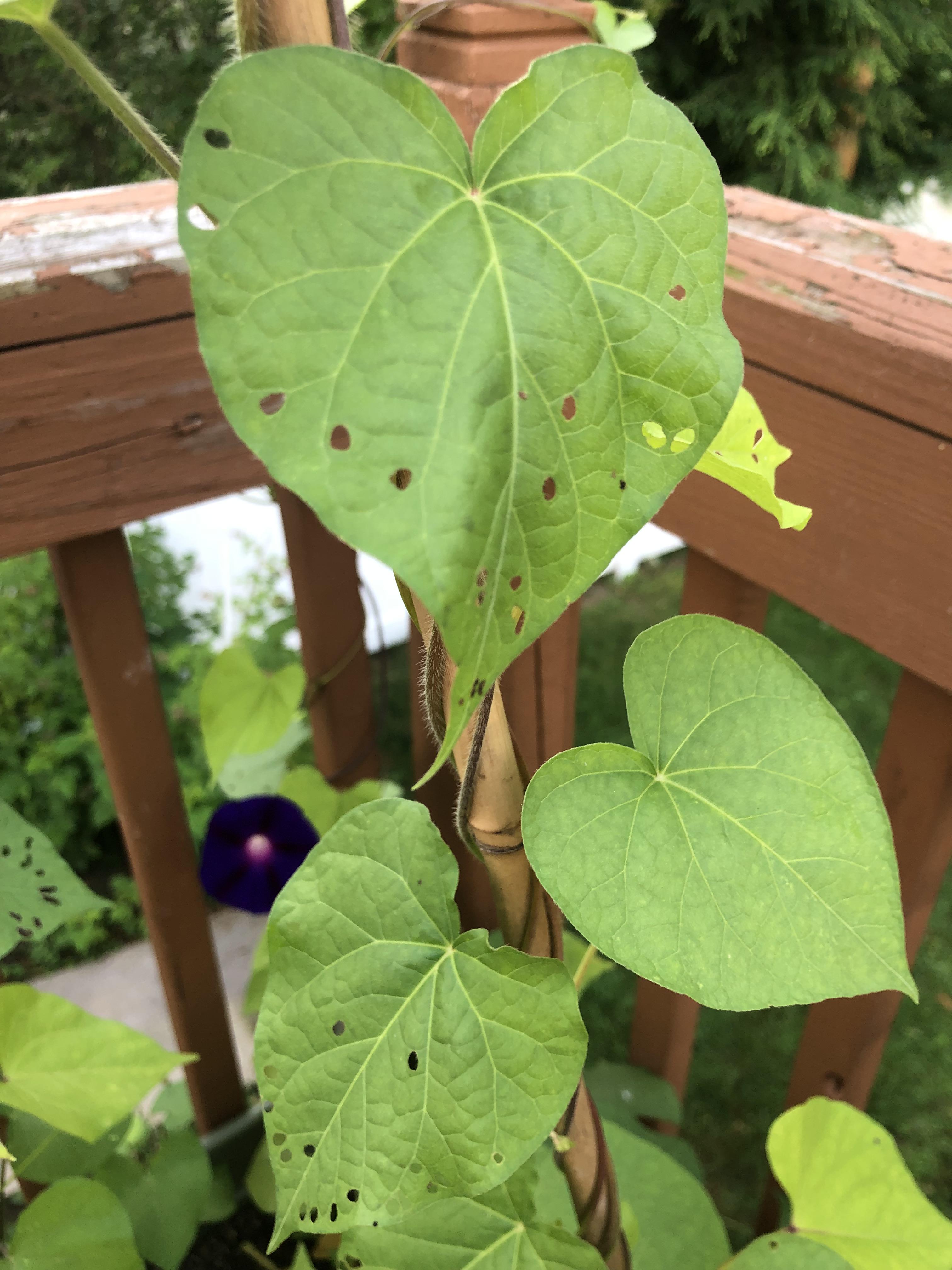 What’s eating my morning glory? r/gardening