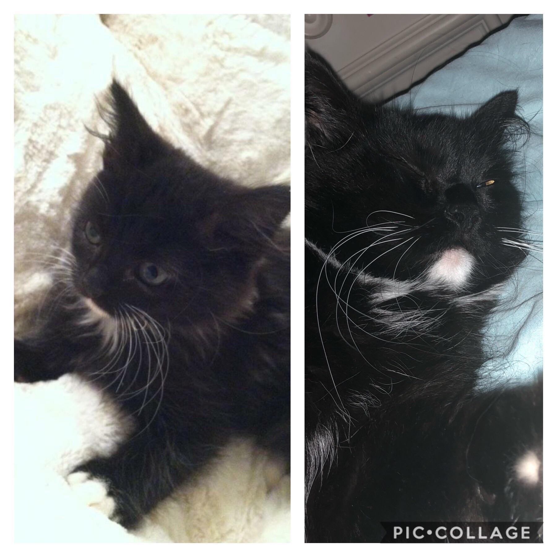 Weirdly Intense Kitten Very Lazy, Fat Cat r/FromKittenToCat